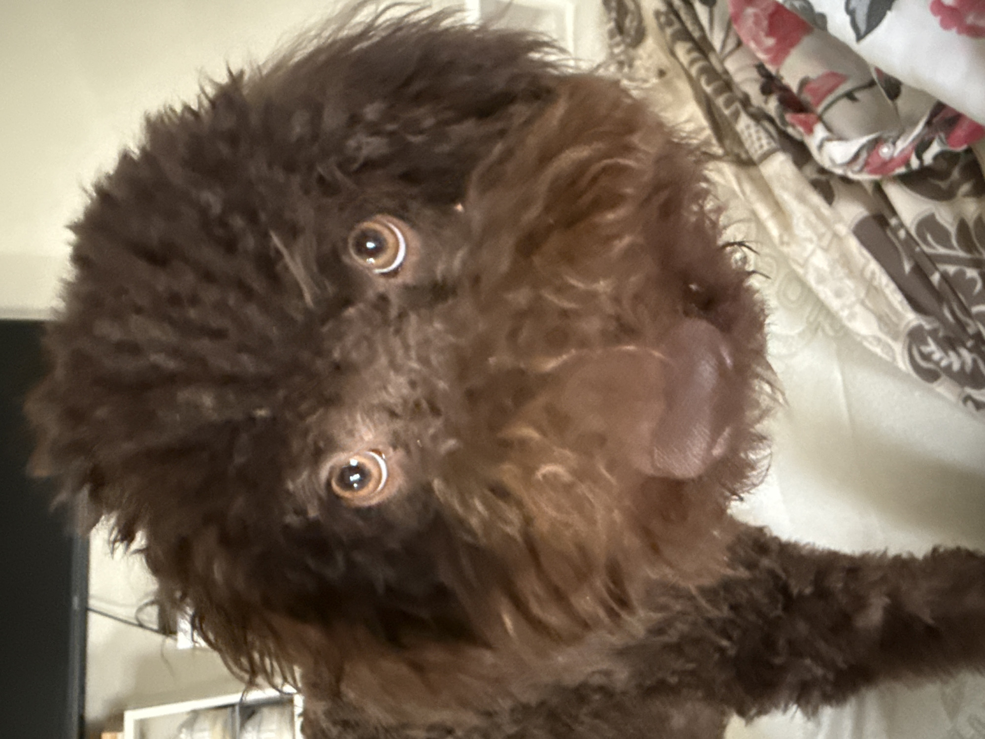 Fluffy brown dog photographed in close-up portrait