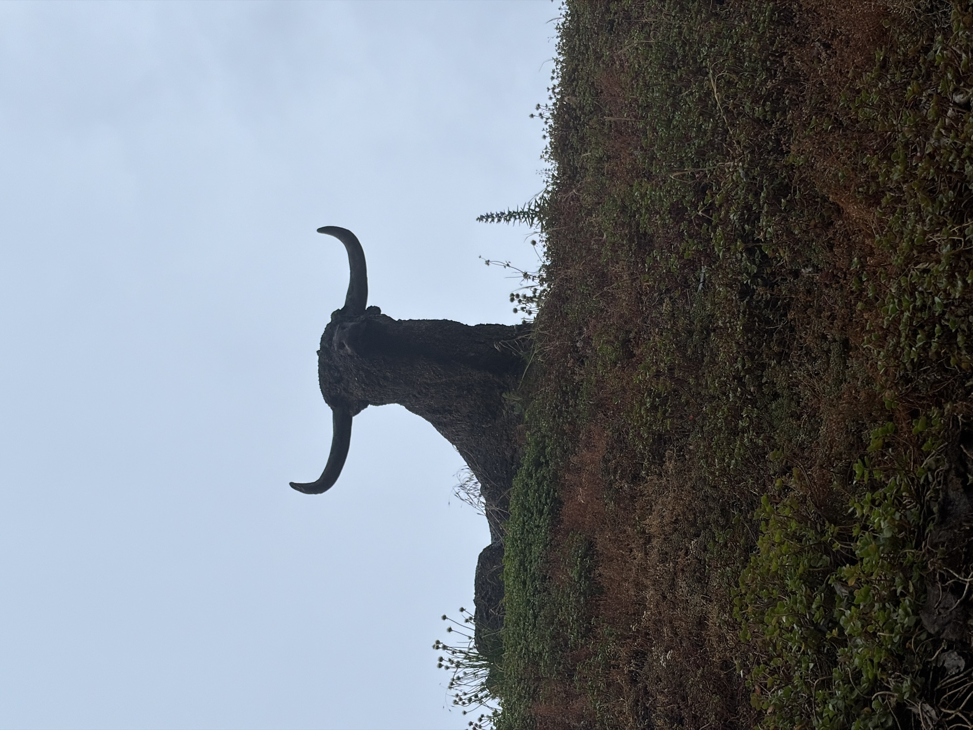 Bovine sculpture documented on vegetated mound in Rijswijk