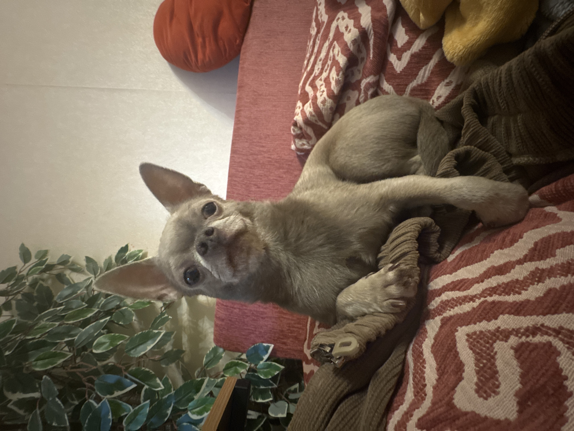 Moscow Chihuahua lounges and poses across apartment furniture