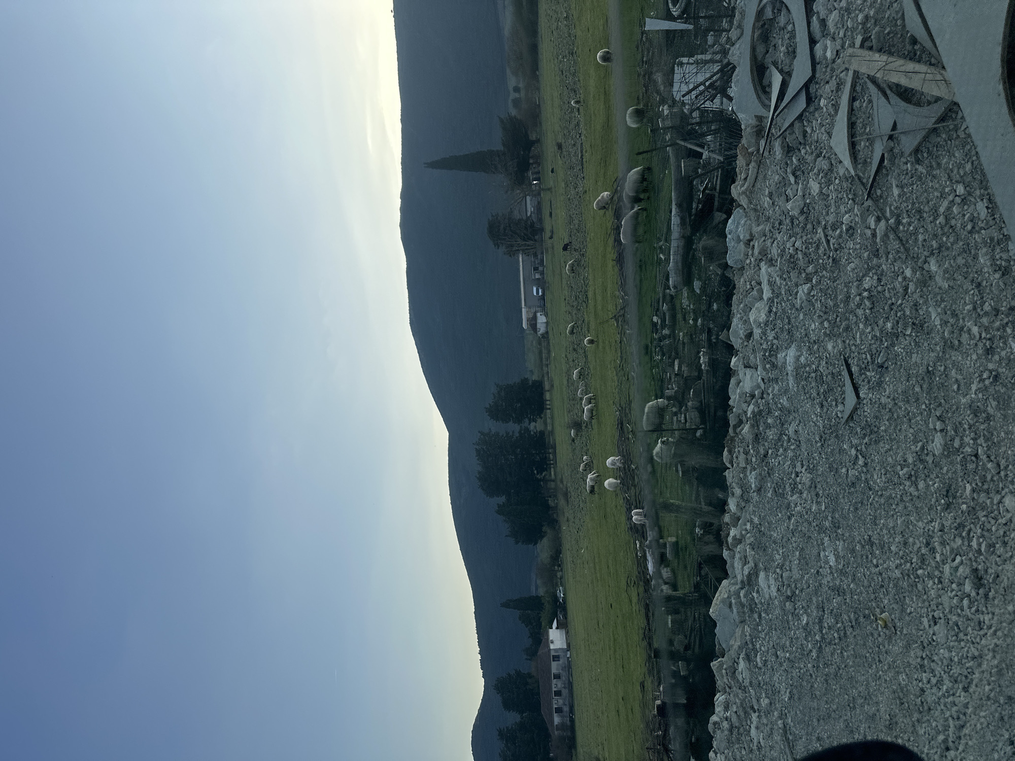 Sheep graze in rural Montenegro field near mountains