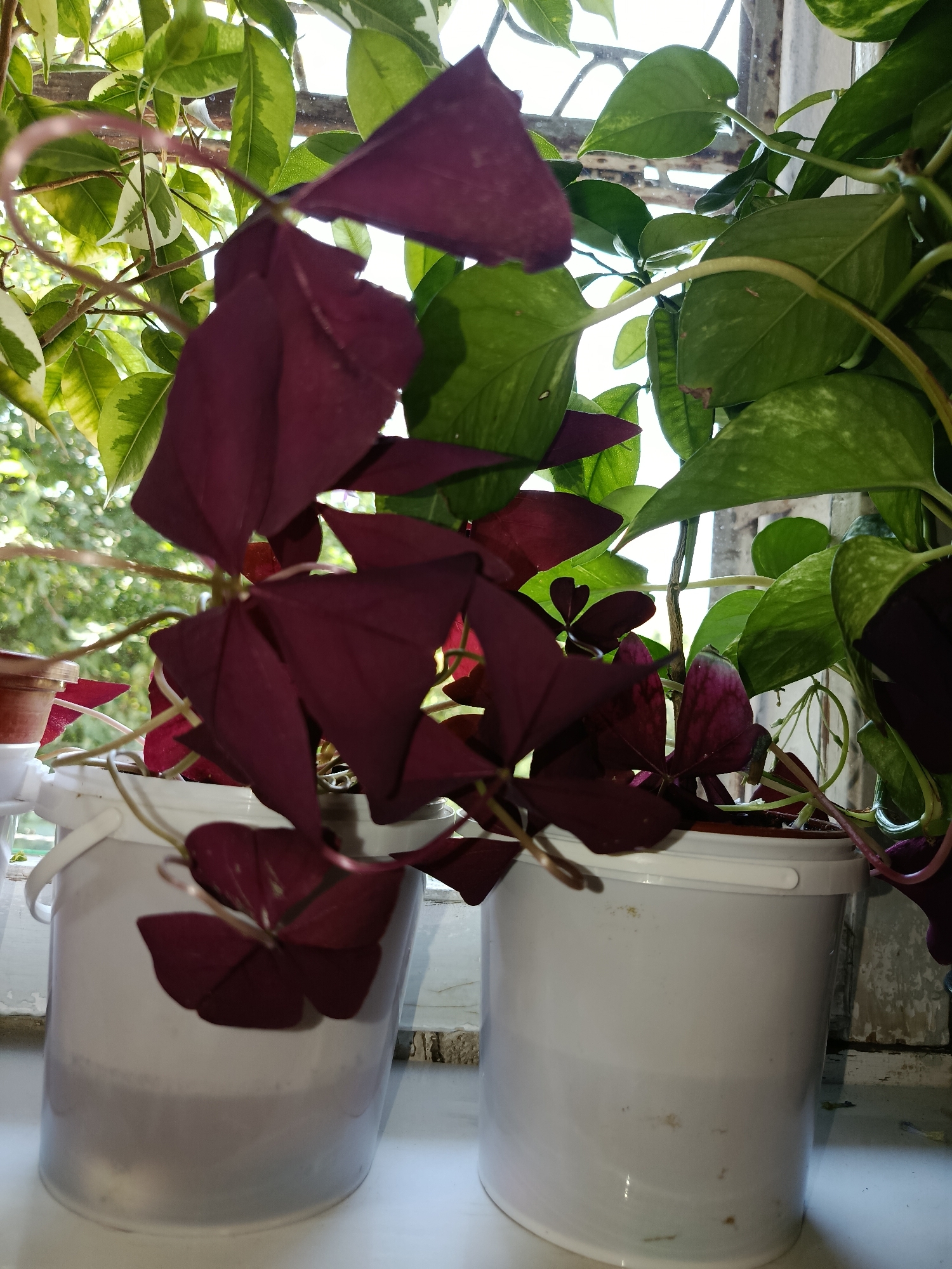 Inside a plant-filled Tashkent apartment, morning of June 17