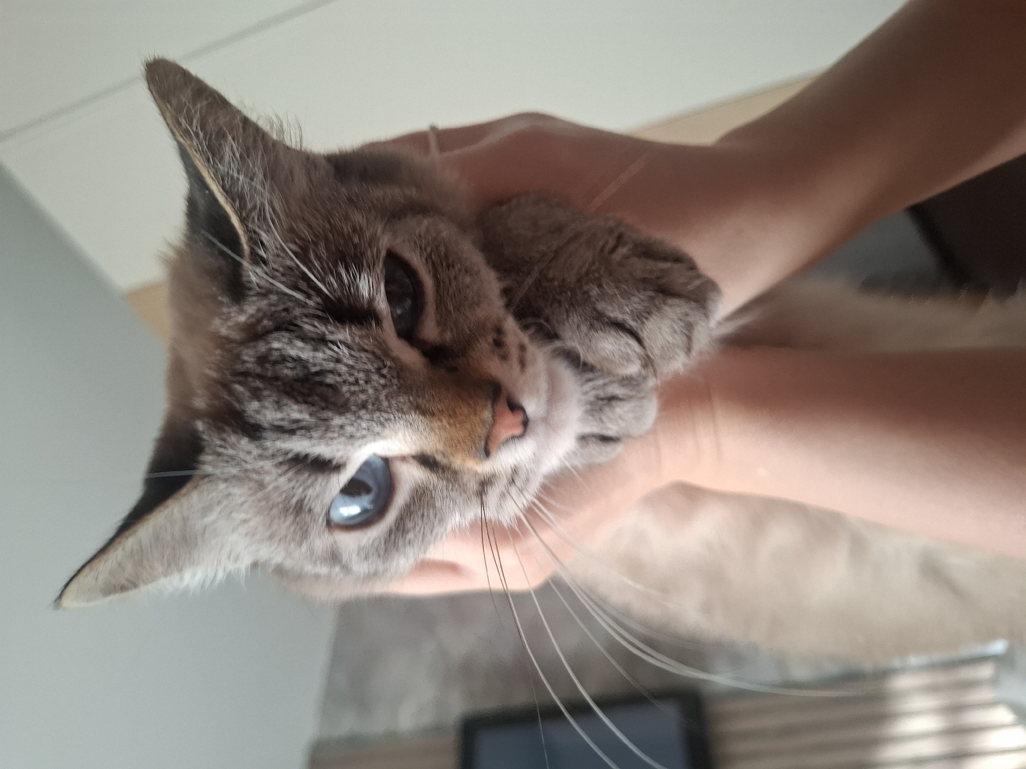 Pet interactions documented in Irkutsk home setting