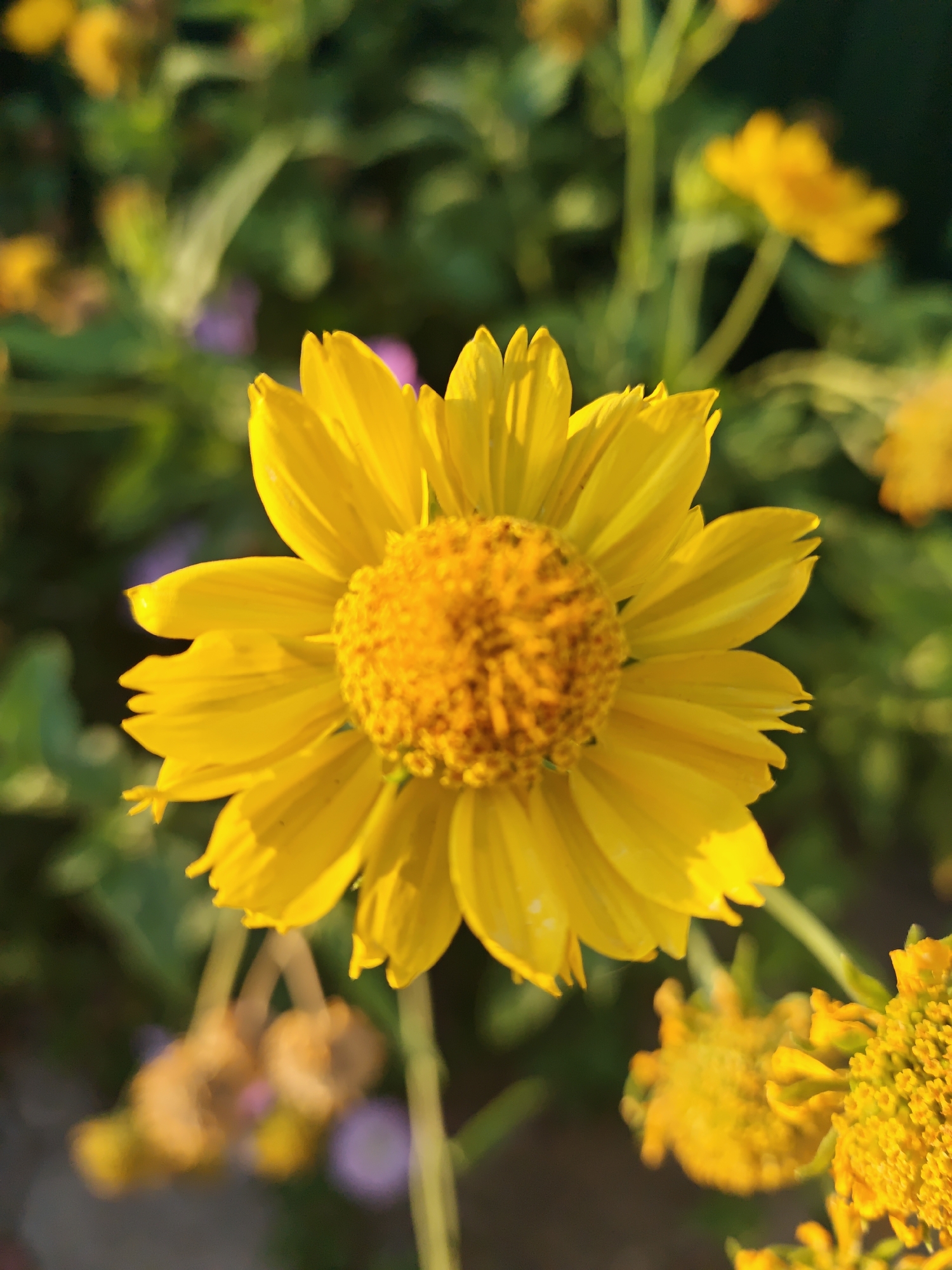 Congaz, Moldova