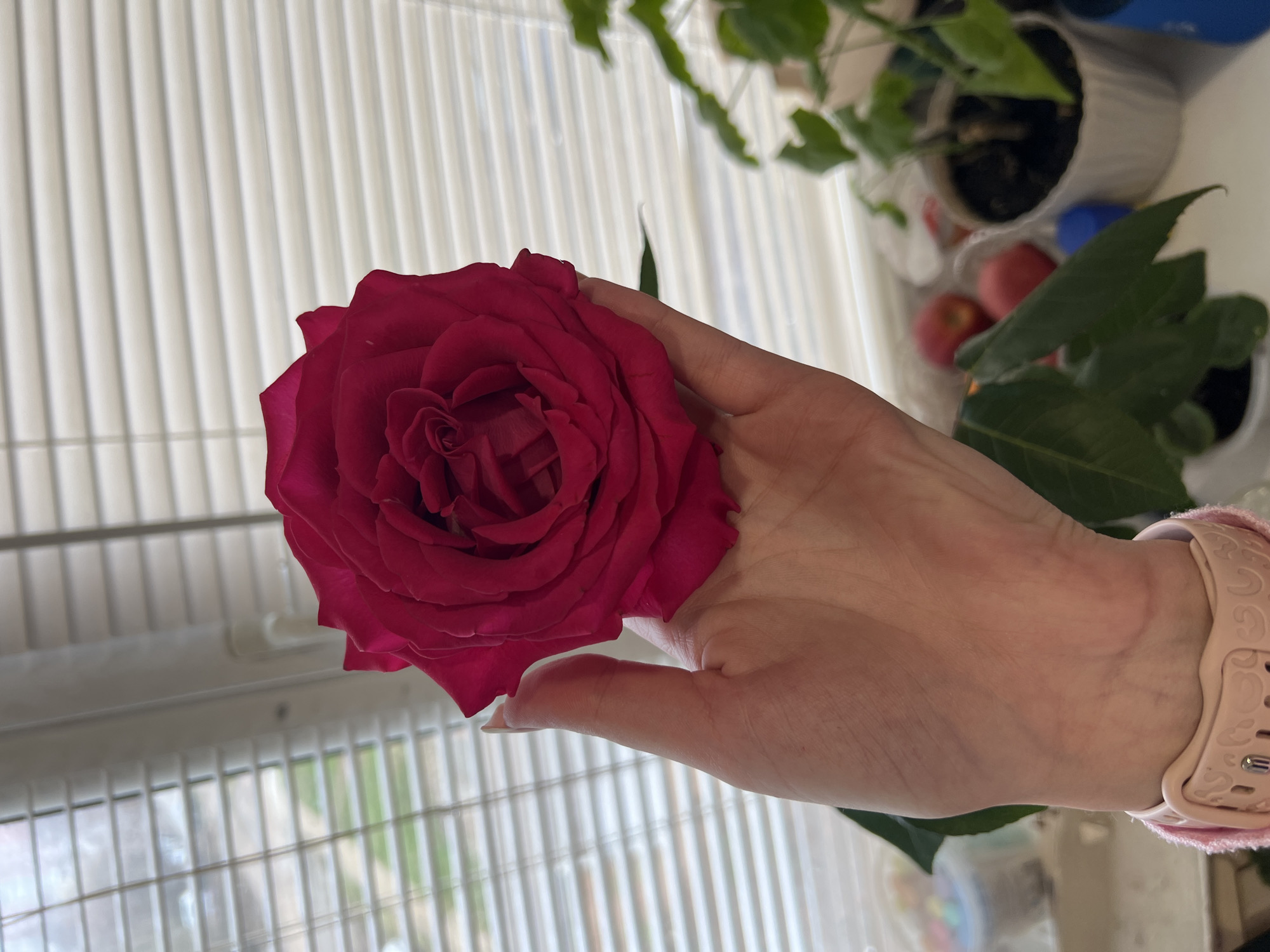Rose and child moments captured in Votkinsk, Russia
