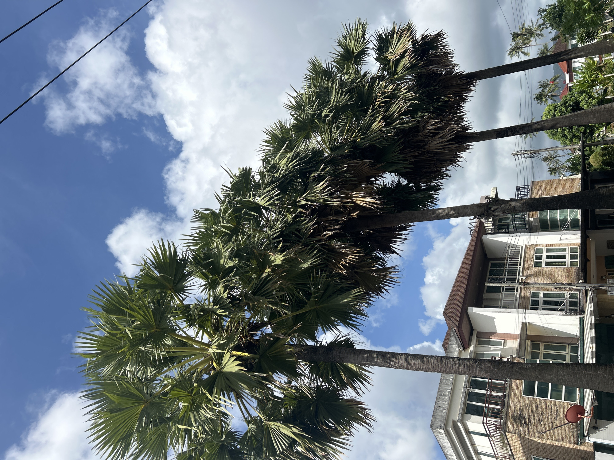 Palm trees, parked motorbikes, and a rusted billboard in Kathu