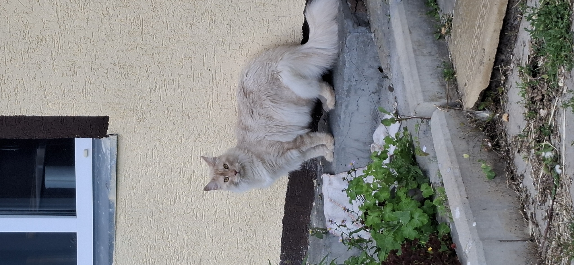 Fluffy cat hangs out on a sun-drenched stone patio