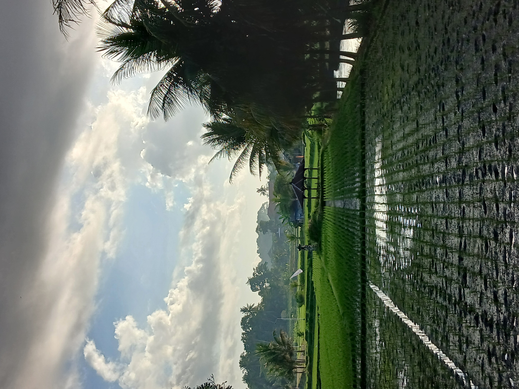 Rice fields and rural roads around Mengwi, Bali