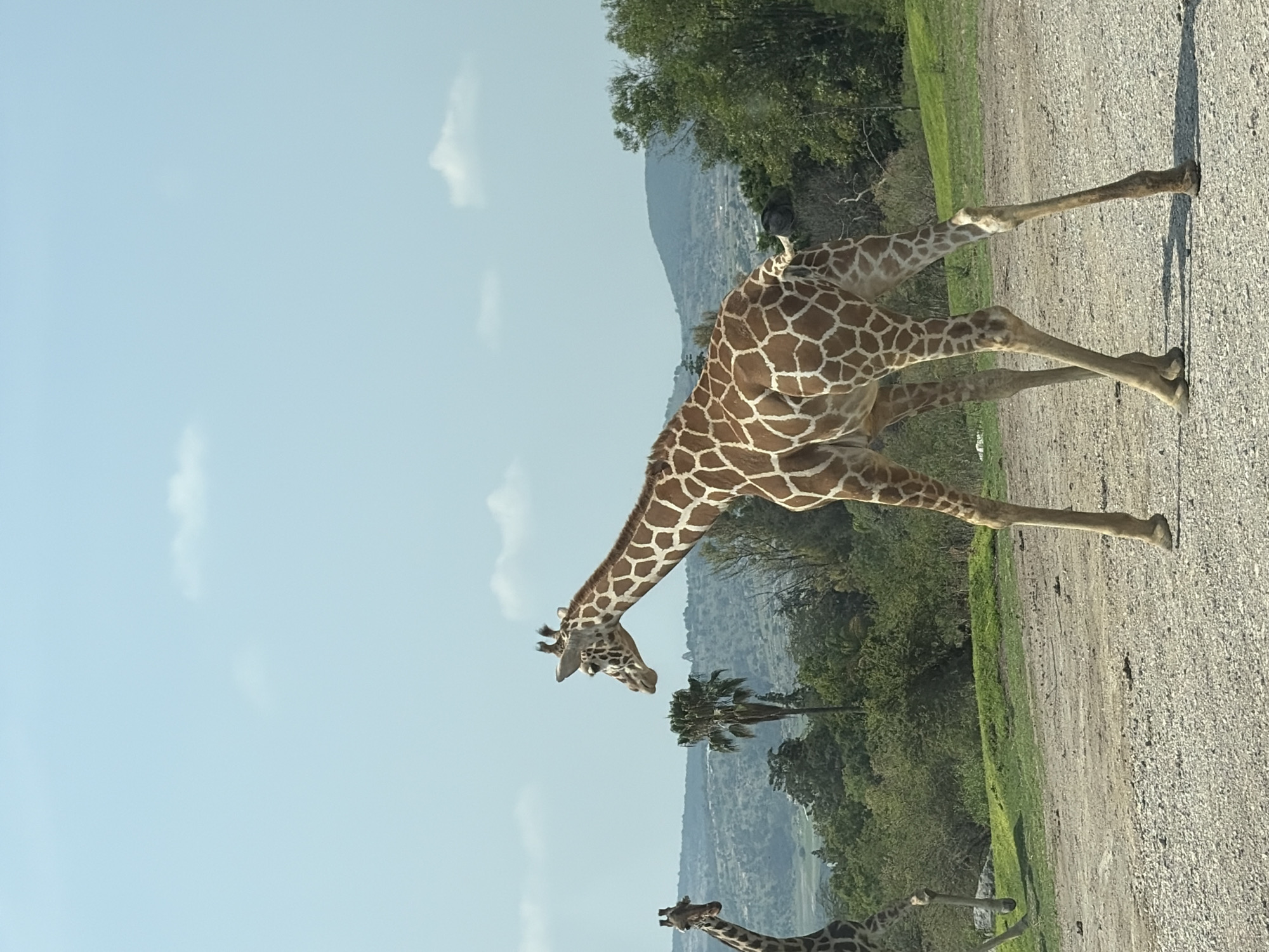 Giraffes, ostrich spotted on dirt road in Mexico