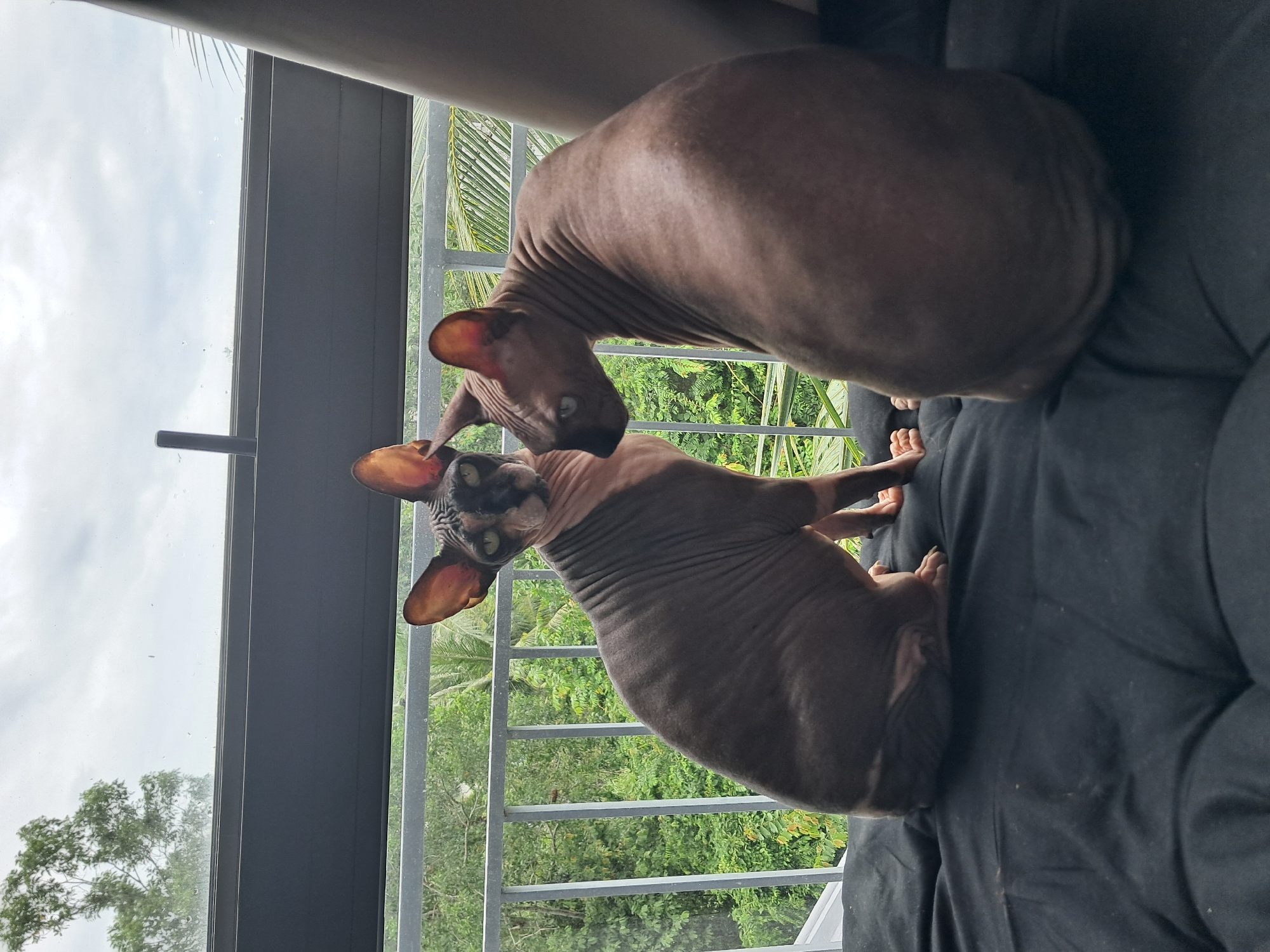 Sphynx cats by the window, Phú Quốc morning