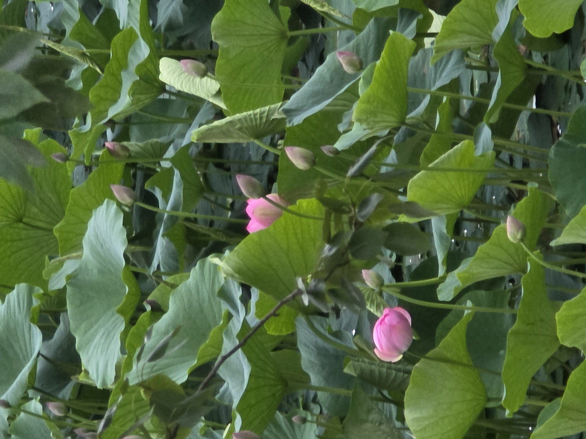 Pink lotus blooms at a pond in Progress, Russia