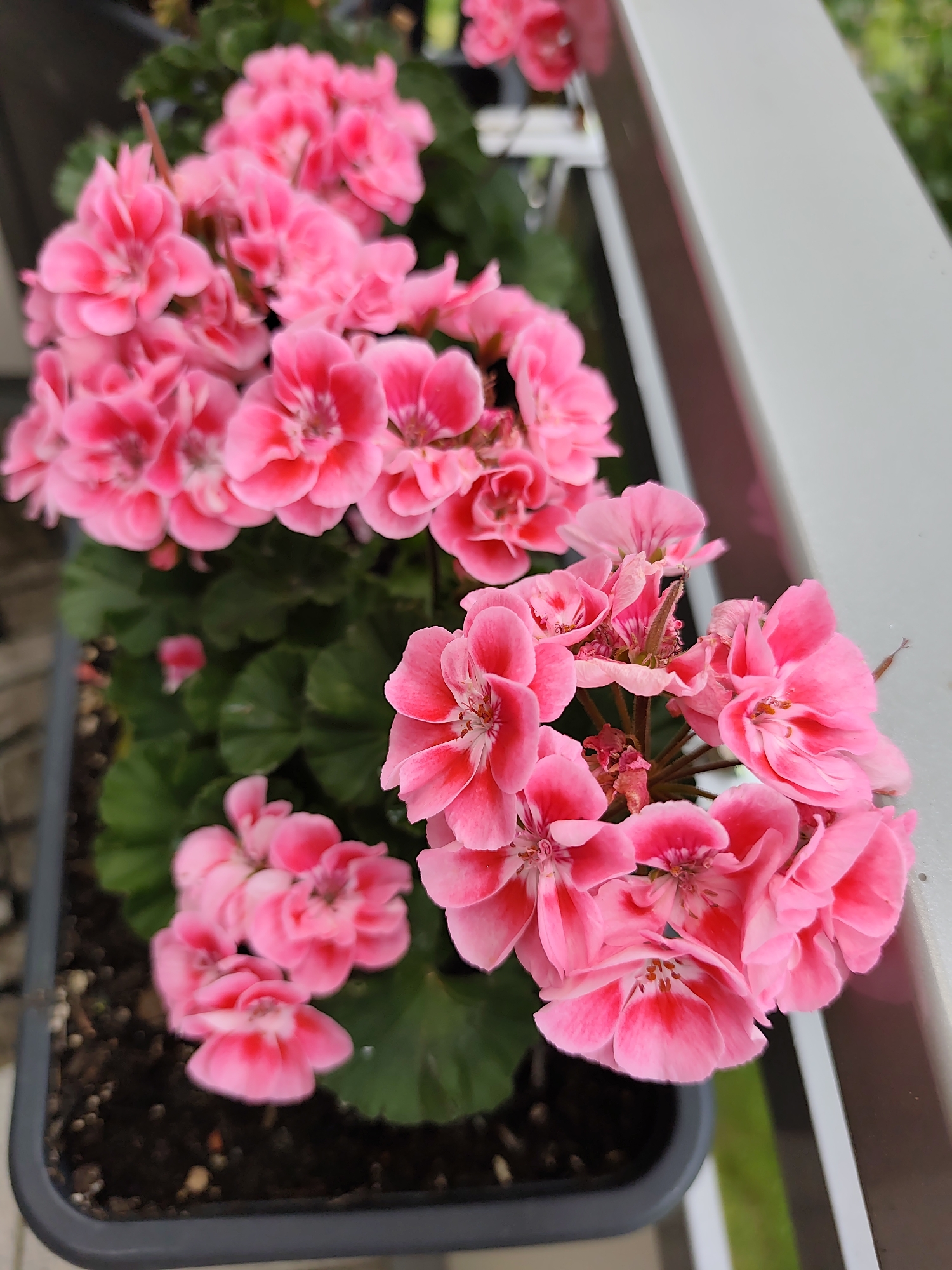 Frankfurt balcony geraniums and everyday details on a June morning