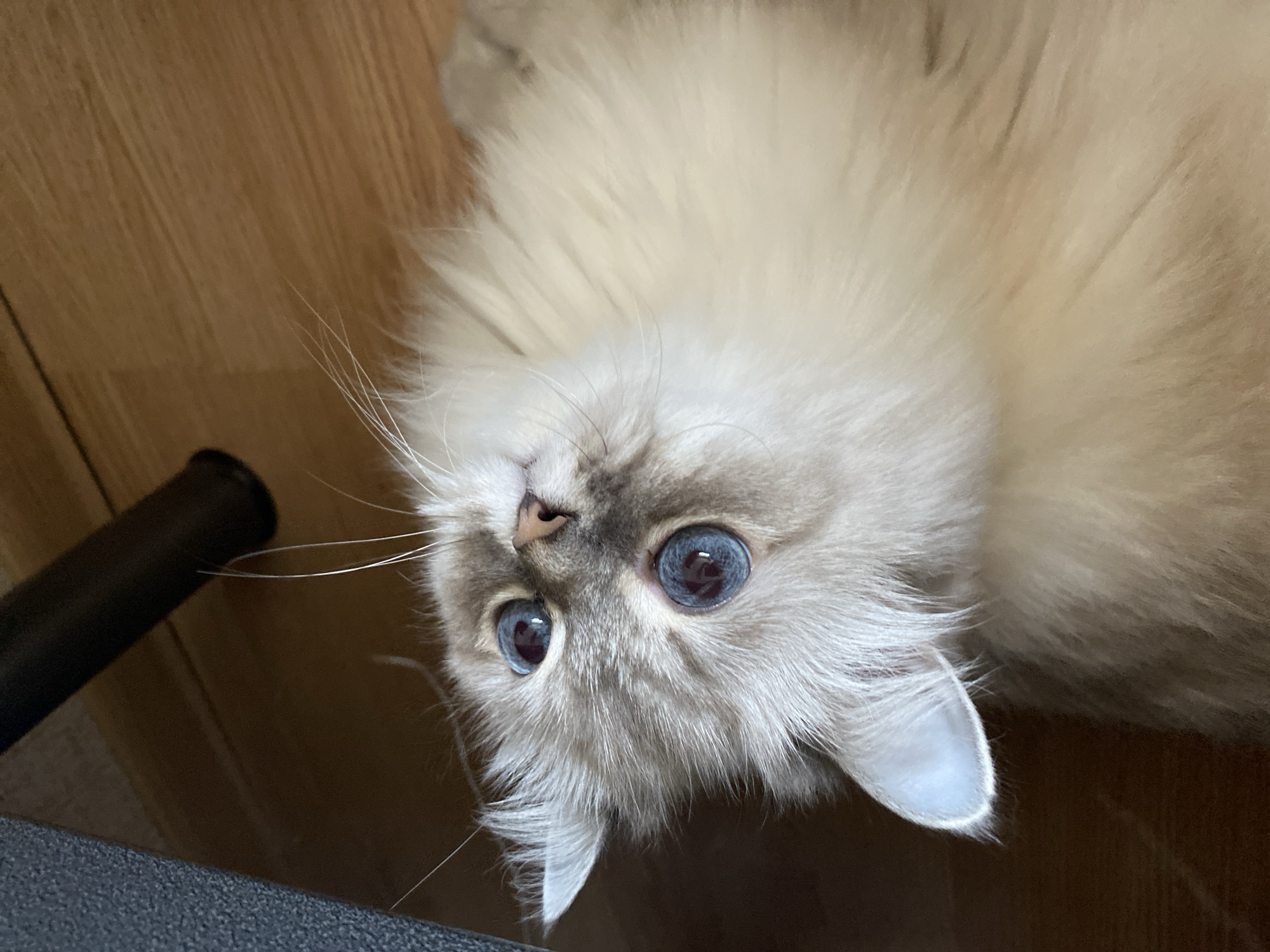 Selfies and a blue-eyed cat, indoors in Chaikovsky