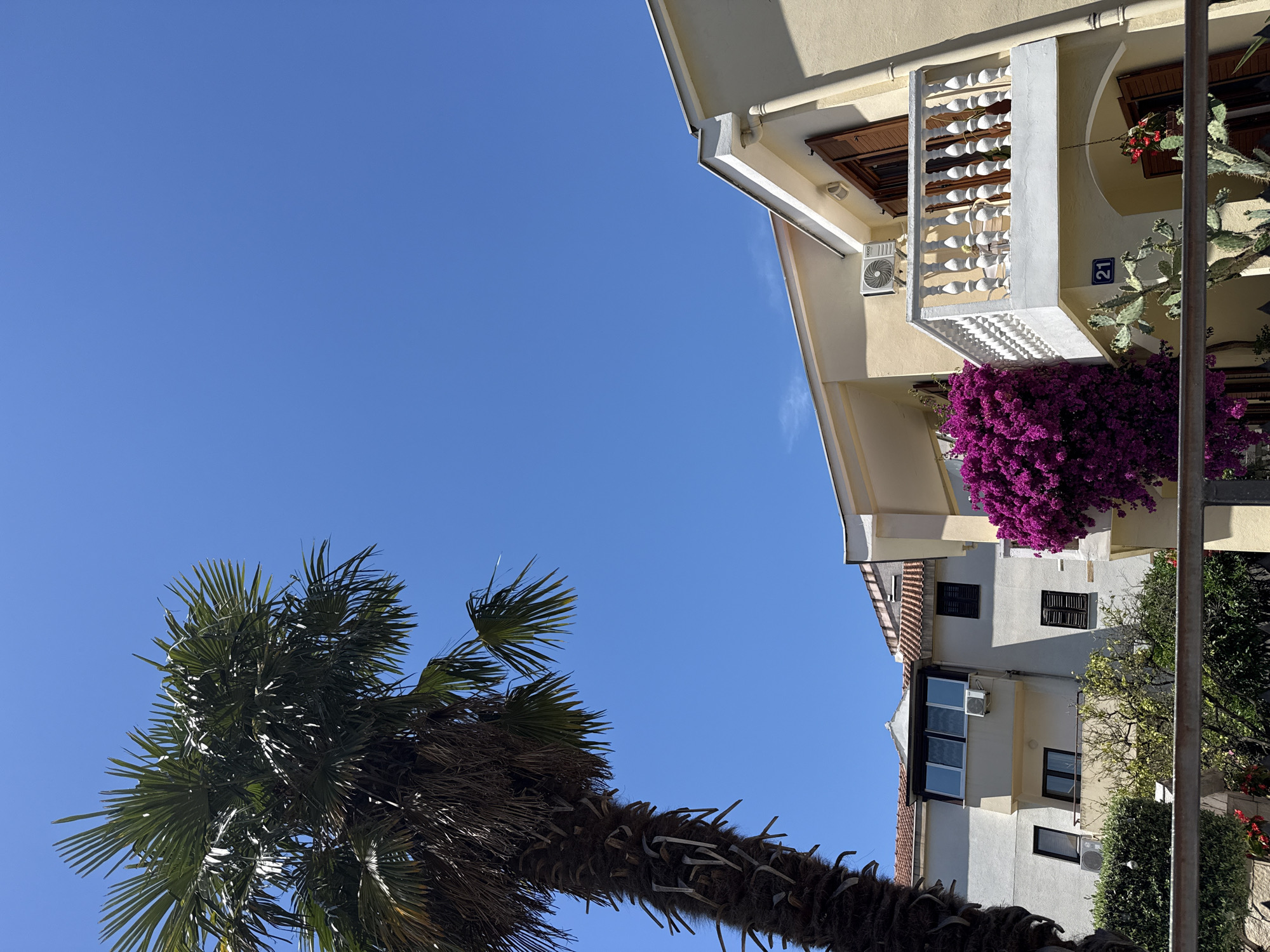 Strolling past blooming trees and plants on a sunny urban street