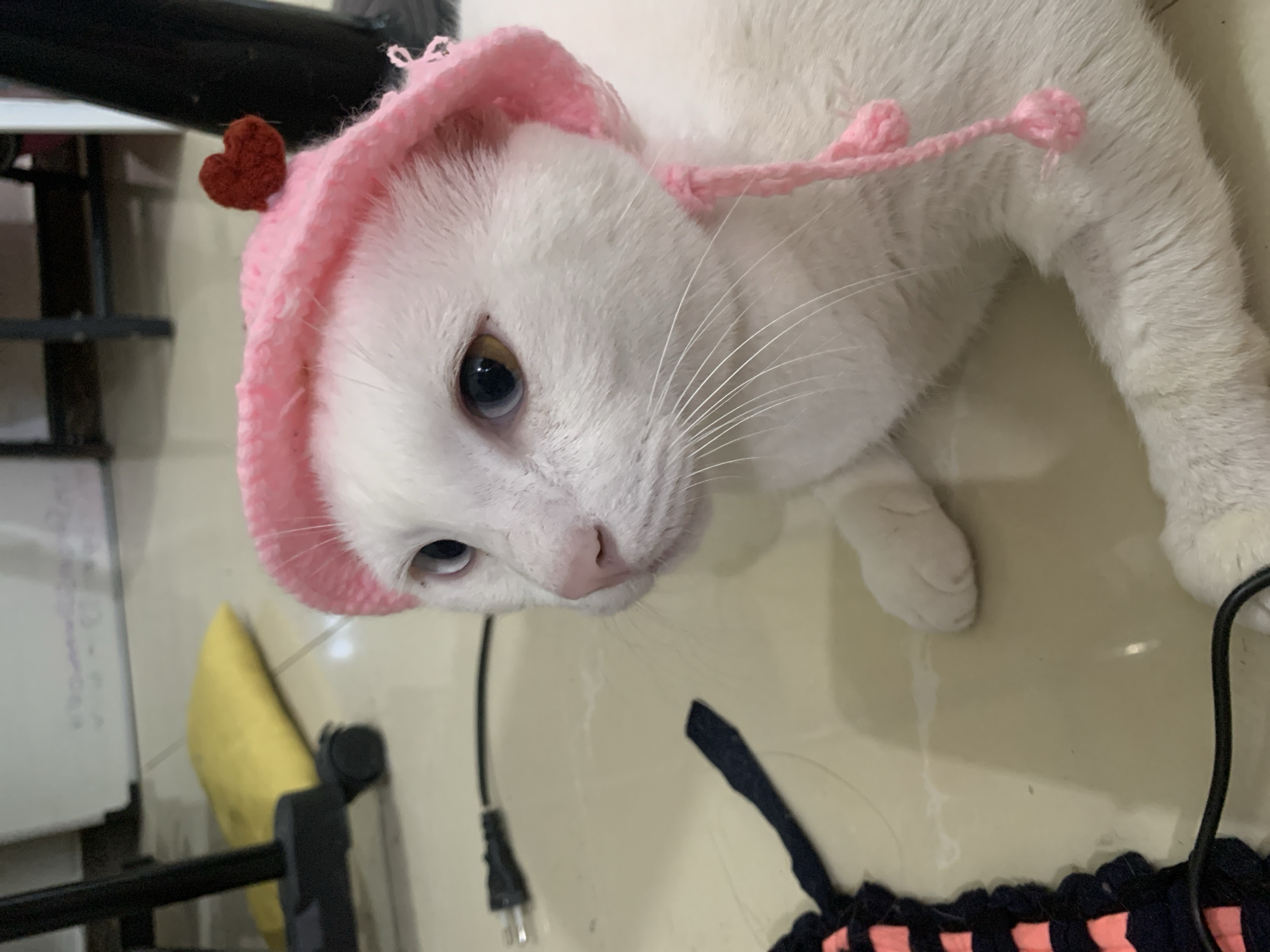 White heterochromatic cat models pink heart hat in Sukawati