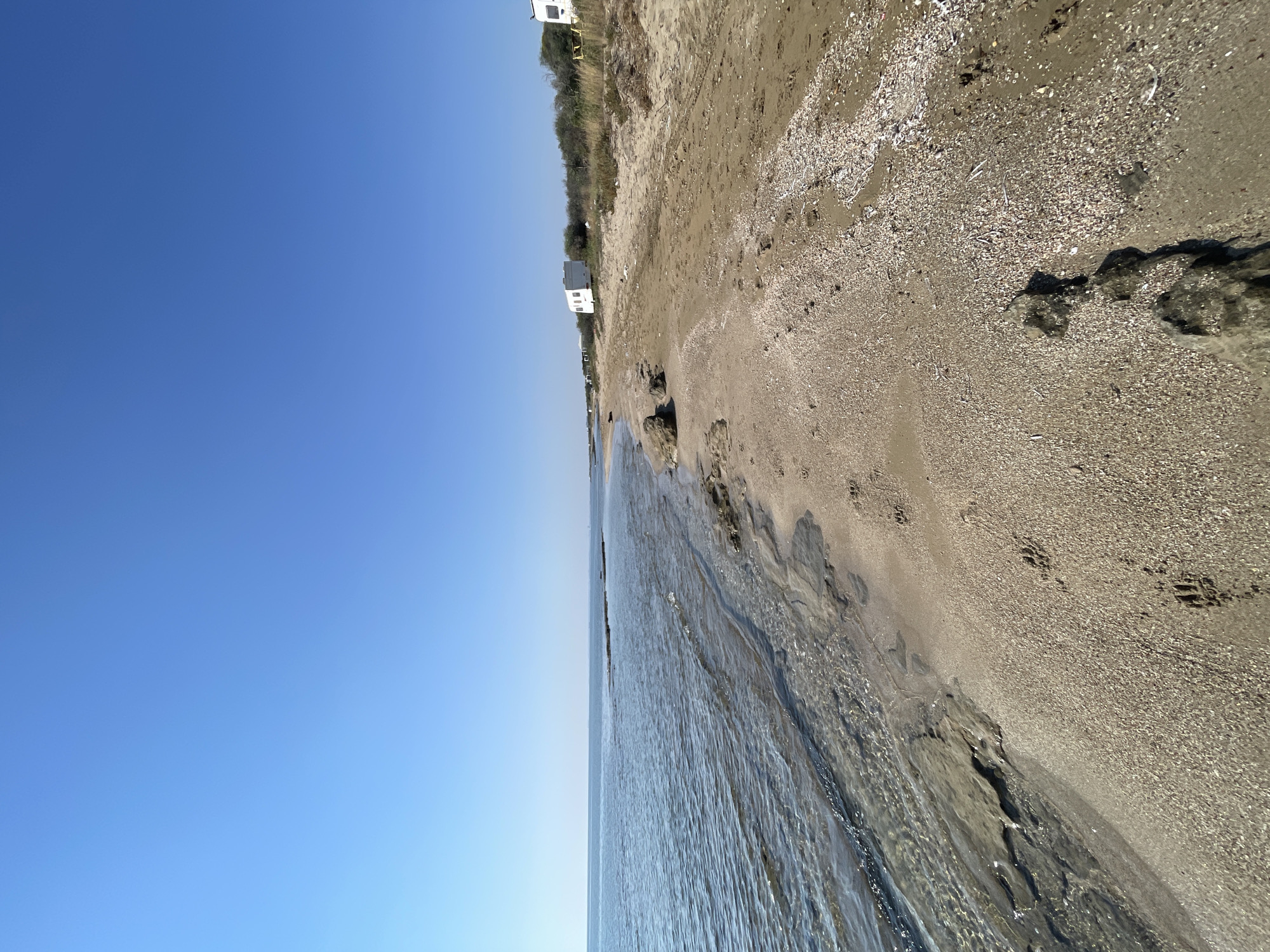 Dogs on a calm Spathariko beach at a casual shoreside setup