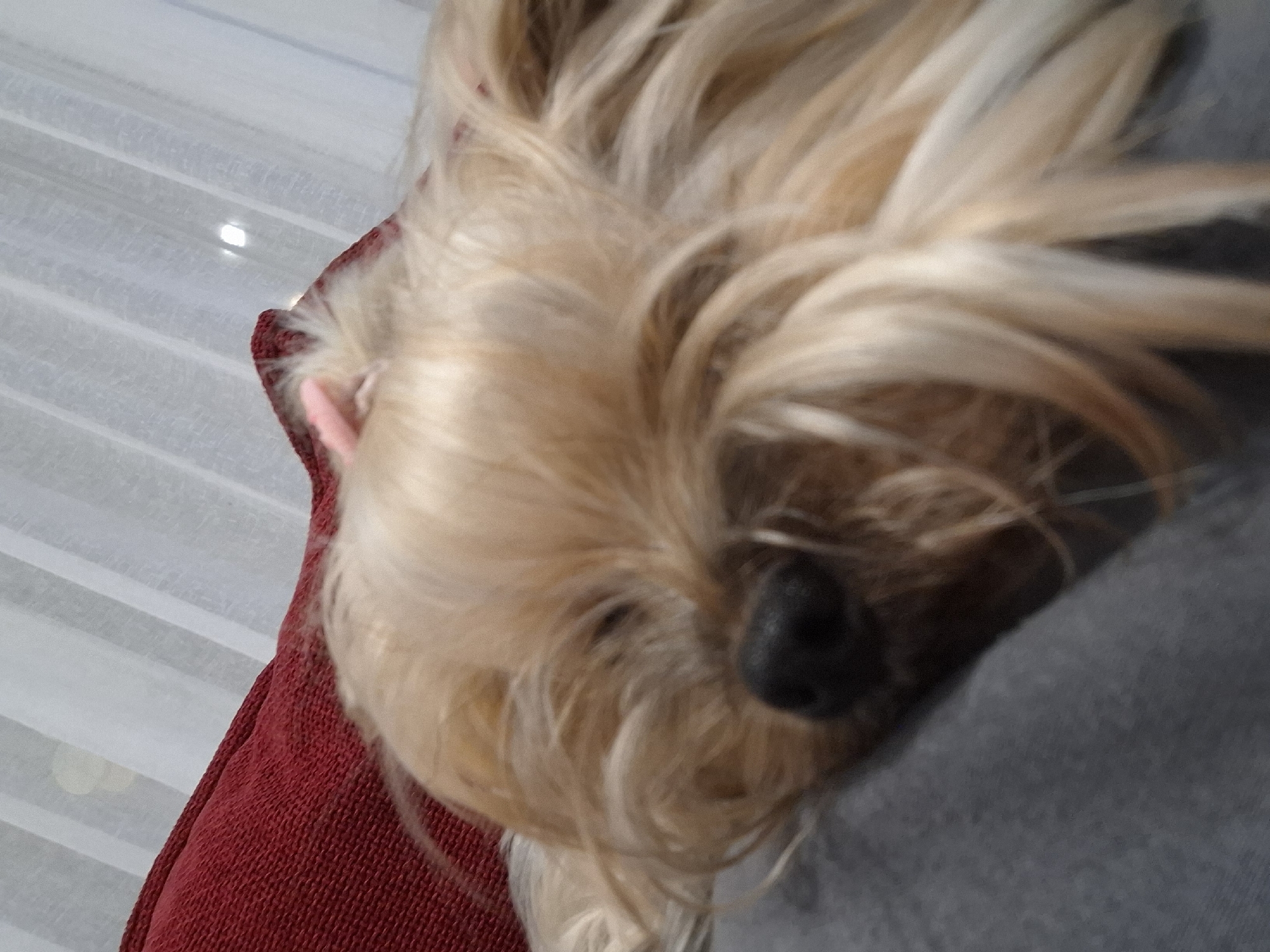 Small dog photographed in Bulgarian home setting