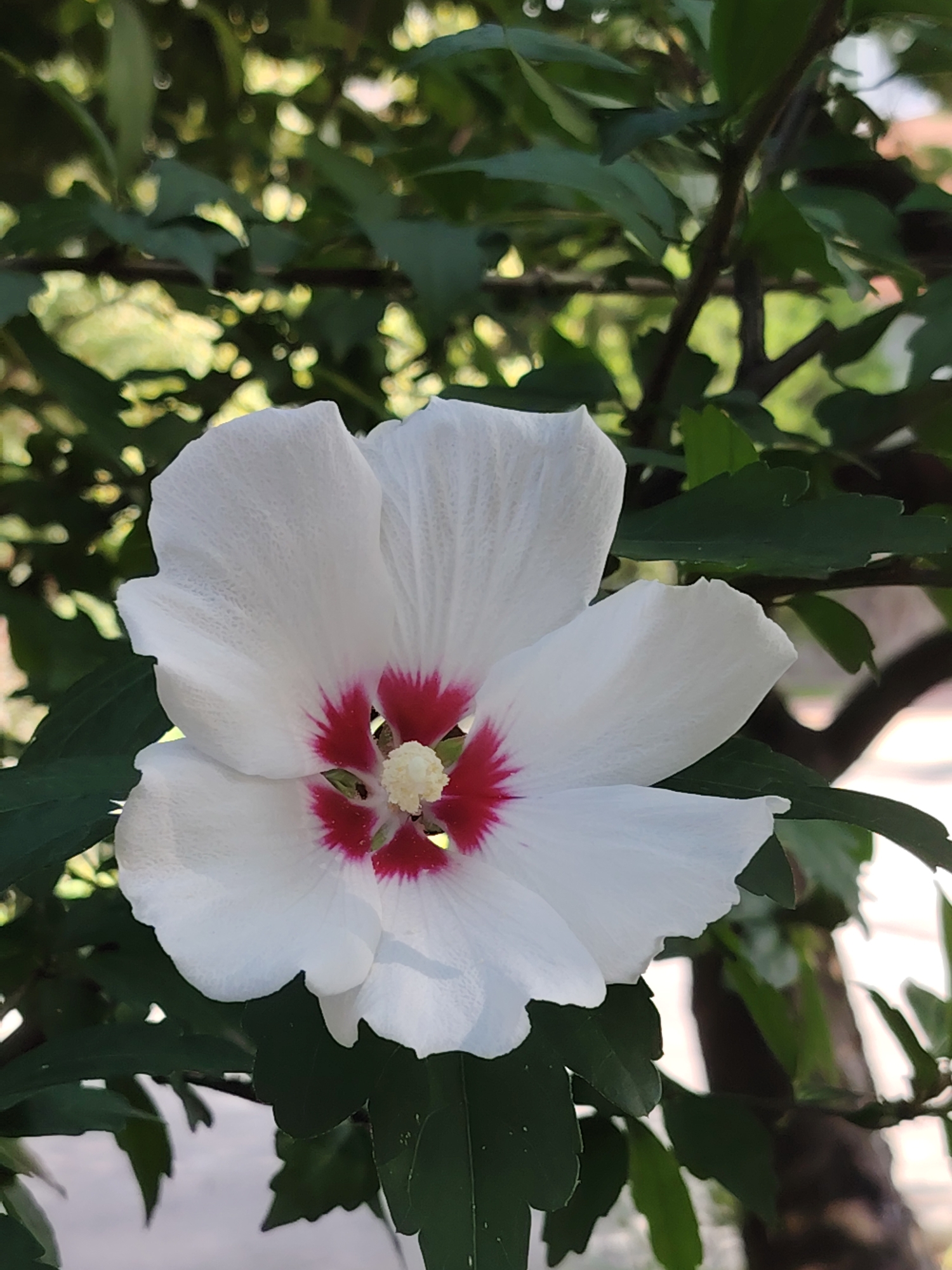 Flowers and street-level scenes from a Rostov-on-Don schoolyard