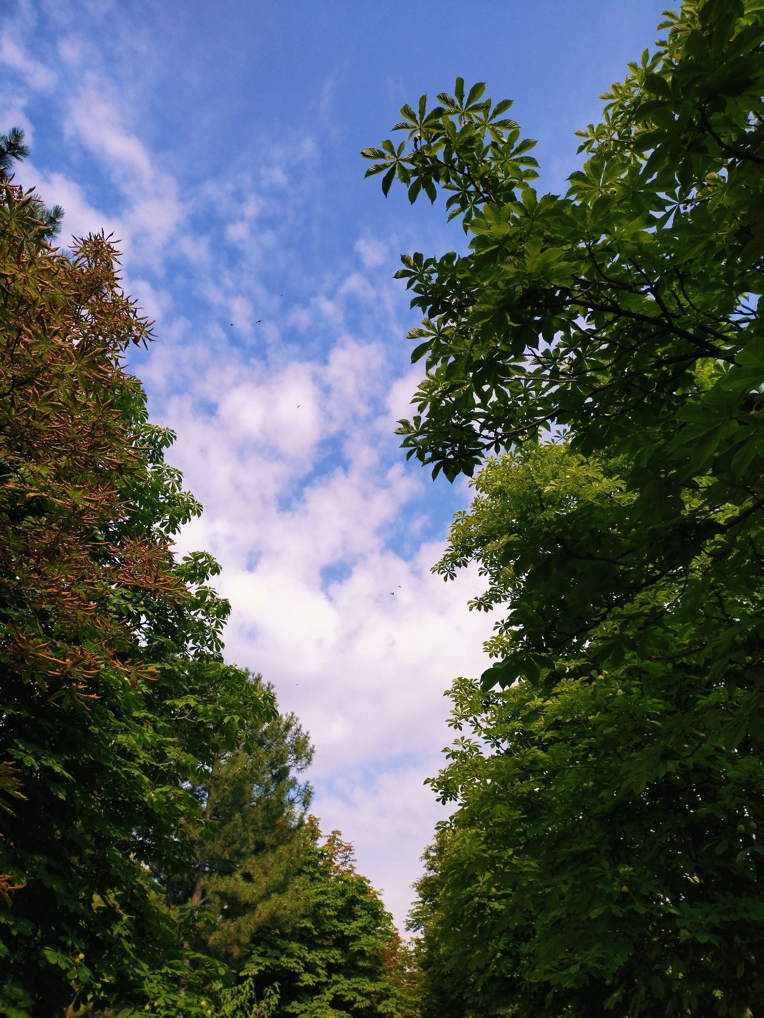 Summer morning in Horishni Plavni: flowers, streets, and a dog walk