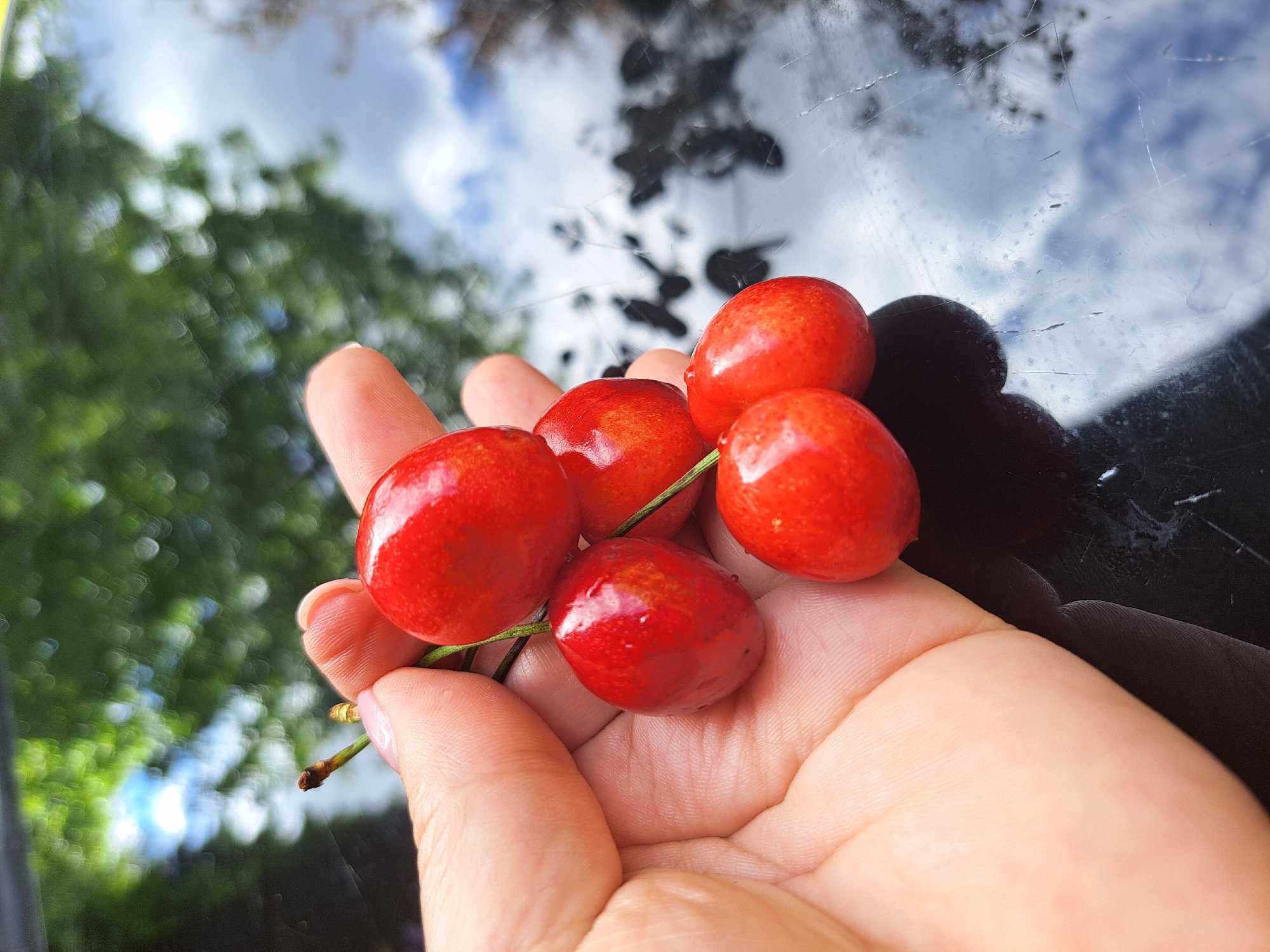 Coffee, cherries, and hydrangeas on a quiet afternoon