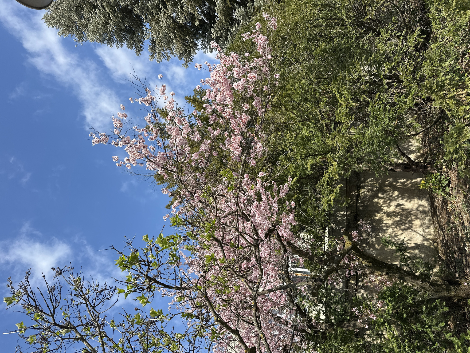 Spring blooms observed among trees in Sofia, Bulgaria