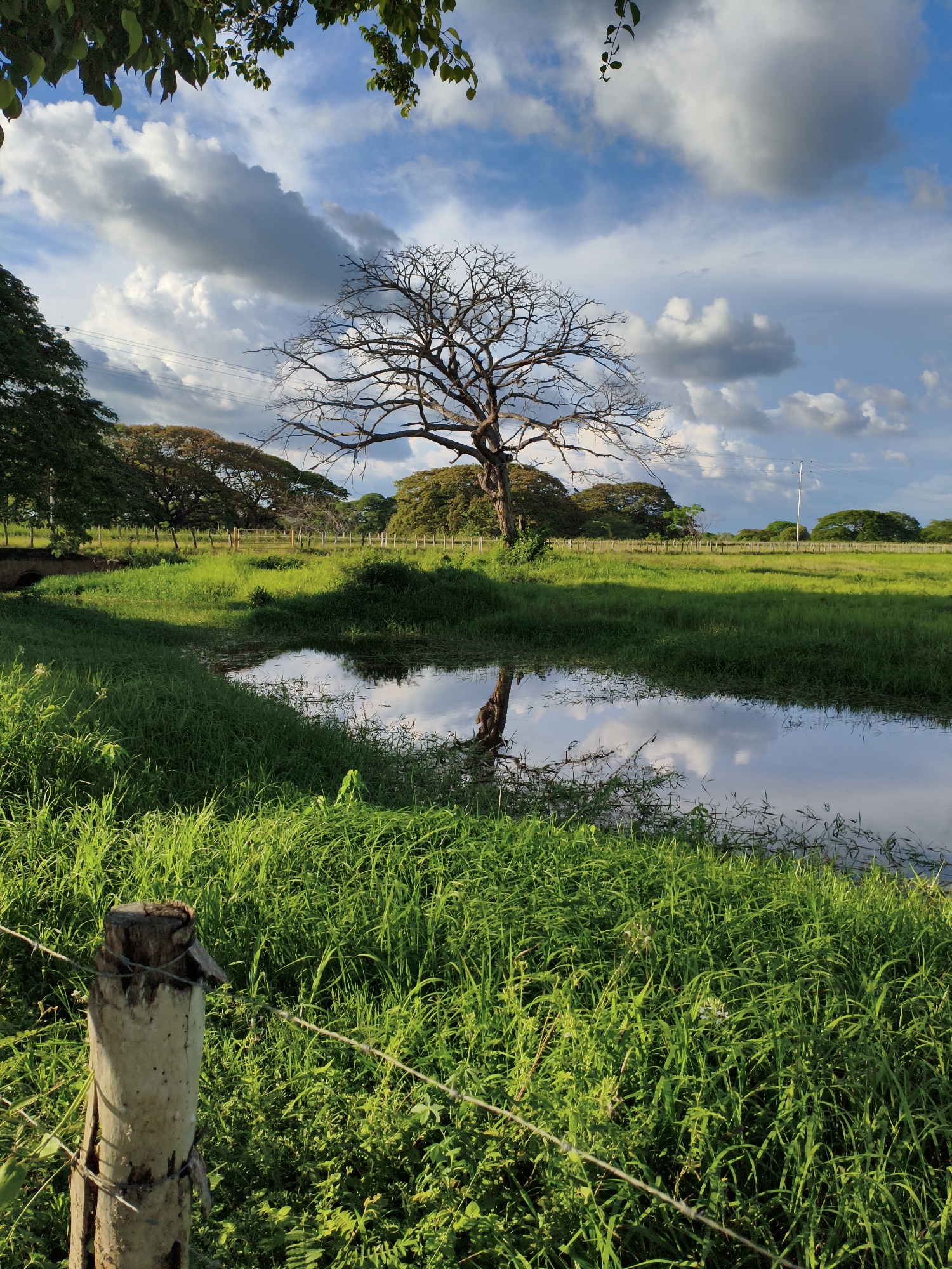 Rural landscape with reflective pool documented in Biruaca, Venezuela