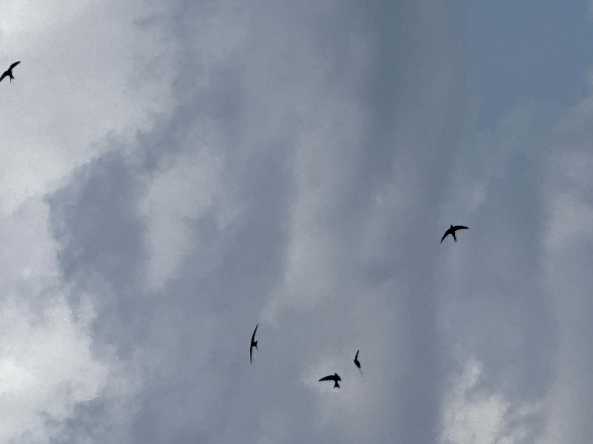 Swifts in flight over a calm Votkinsk reservoir