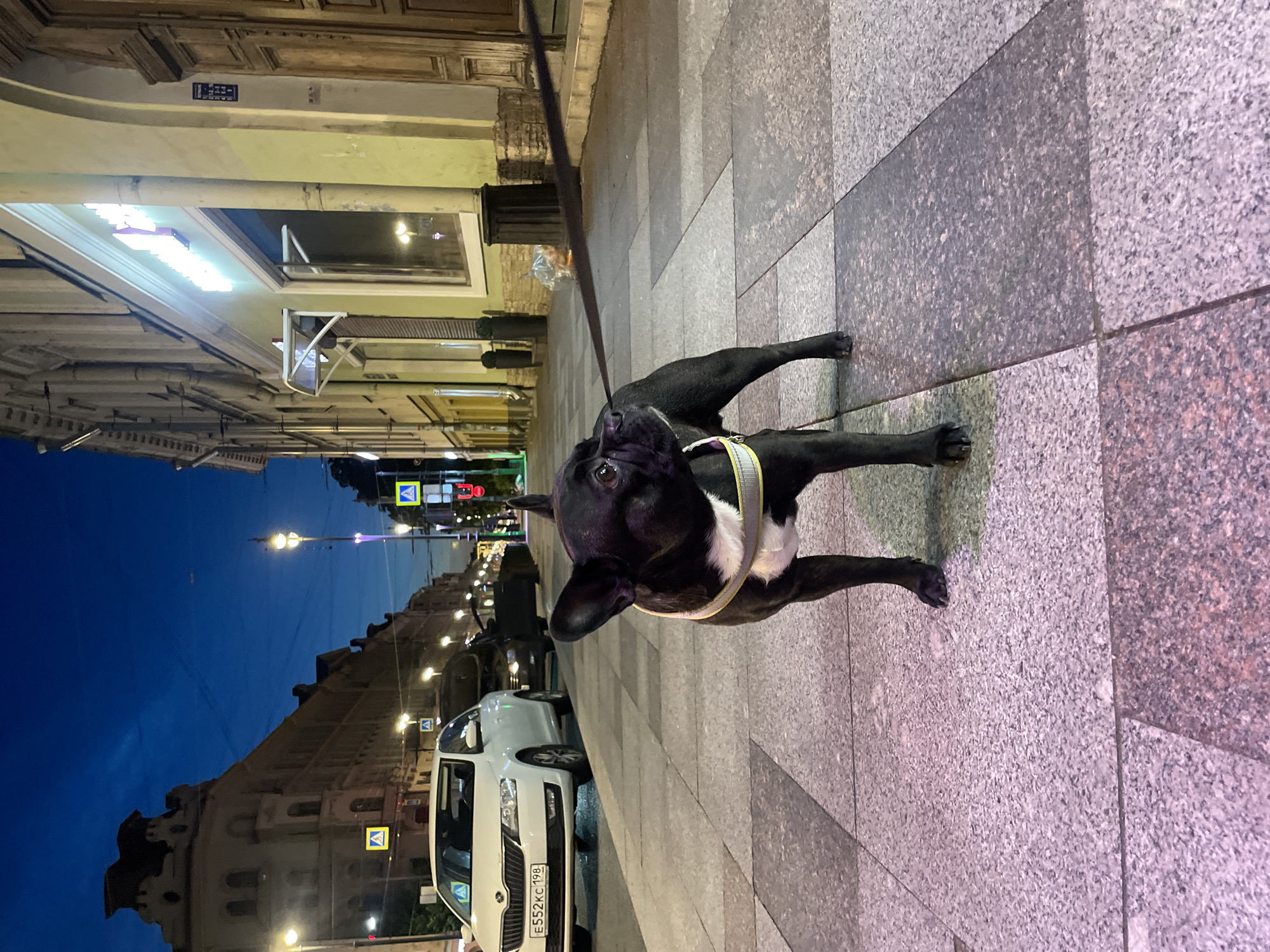 French Bulldog on granite sidewalk at dusk, Saint Petersburg