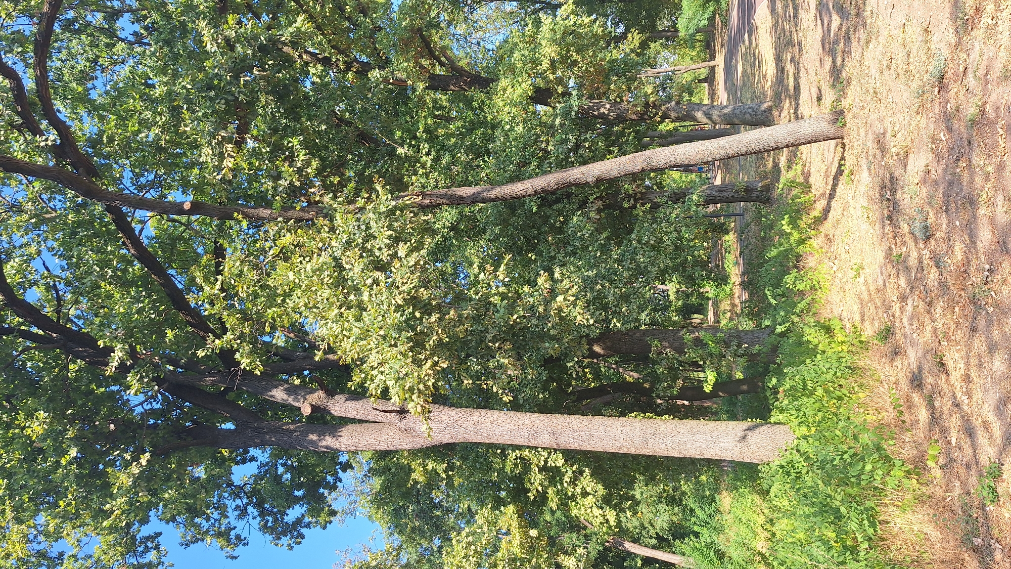 Morning in Sombor's park: paths, trees, and a new running track