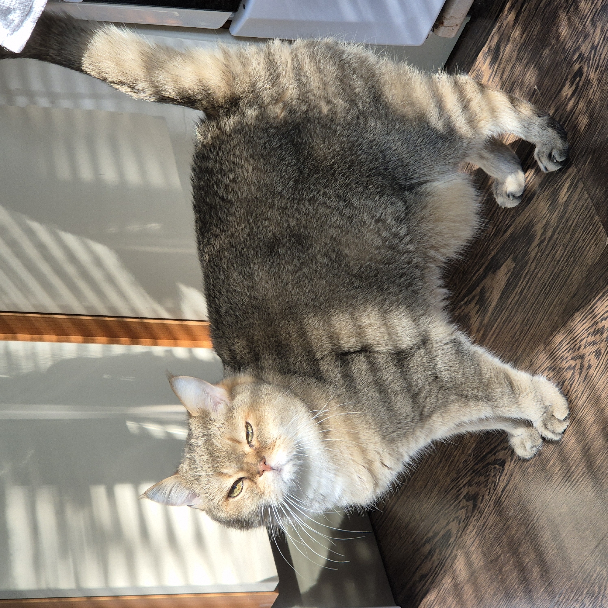 Tabby cat spotted on wooden floor in Kemerovo