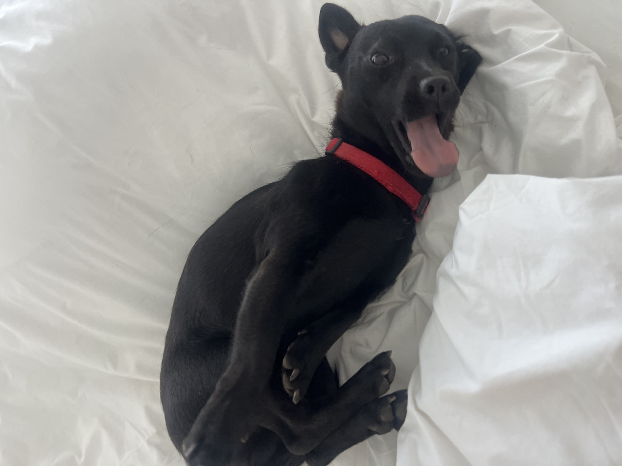 Black dog rests on white bedding wearing red collar