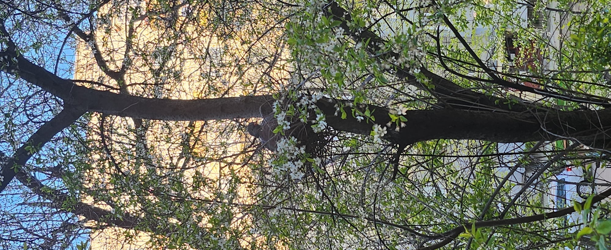 Spring blossoms observed with perched bird in Ruse, Bulgaria