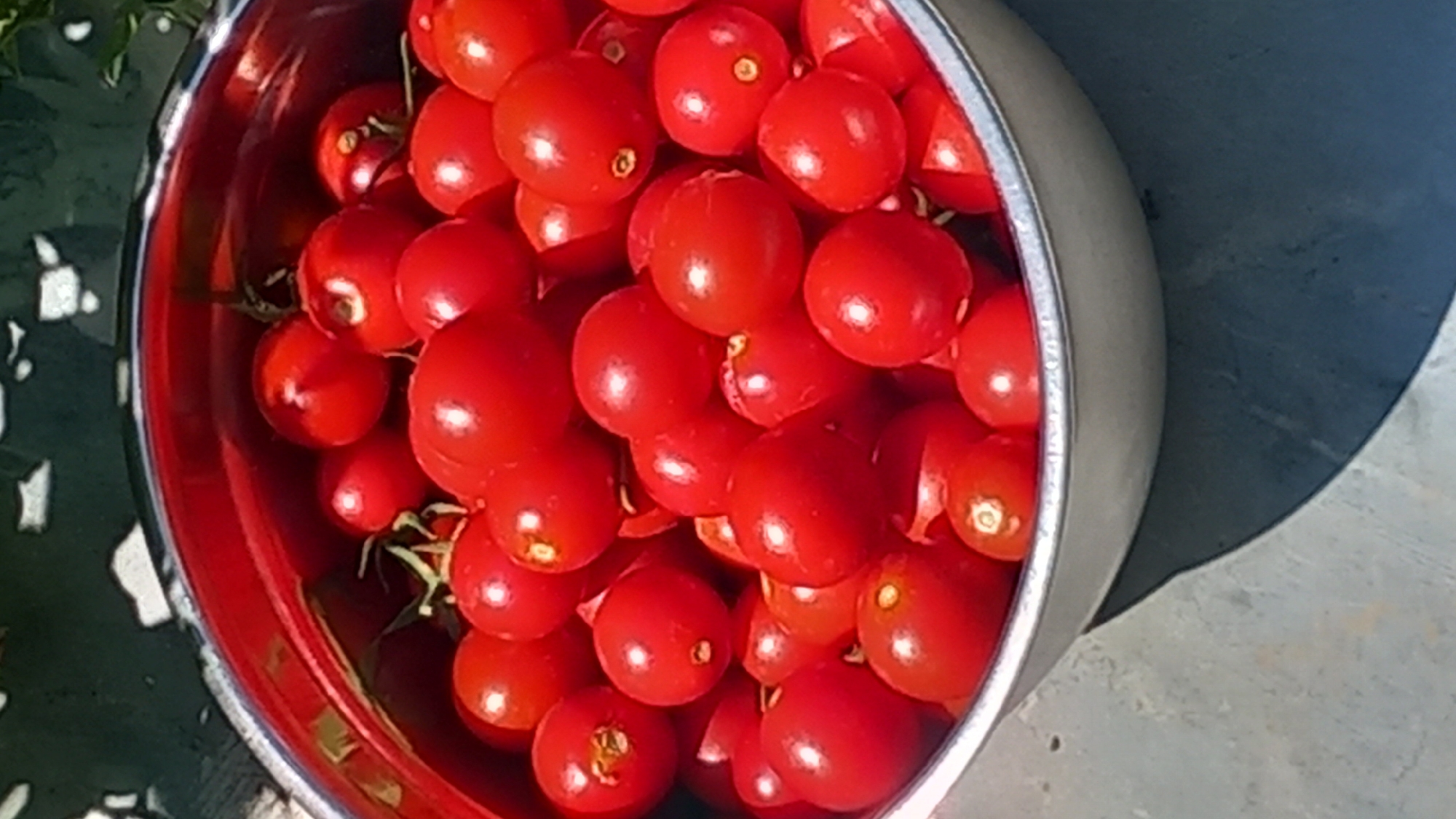 Garden life in full swing on a Greek summer morning