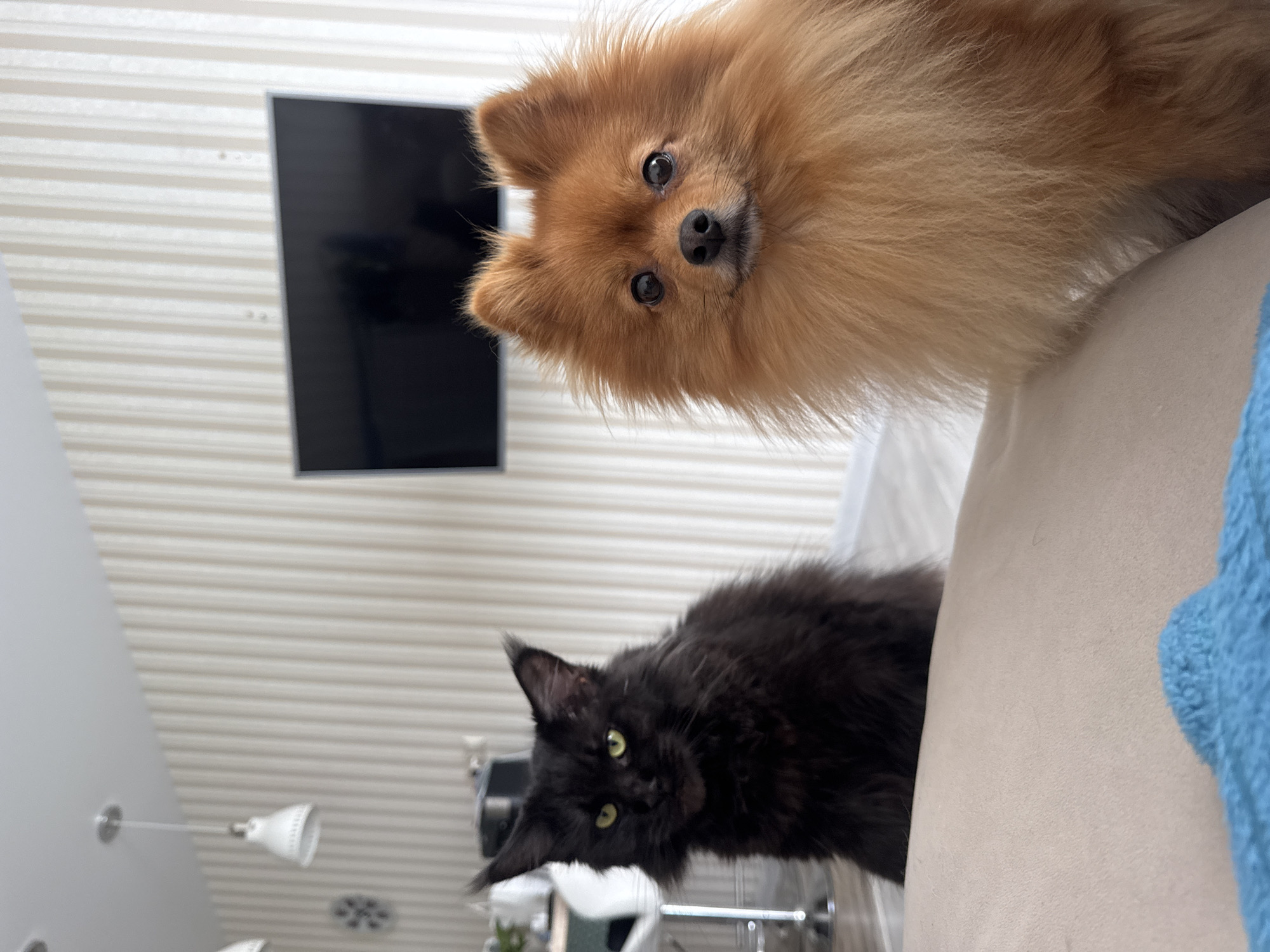 Morning pet moments captured in Sirius household