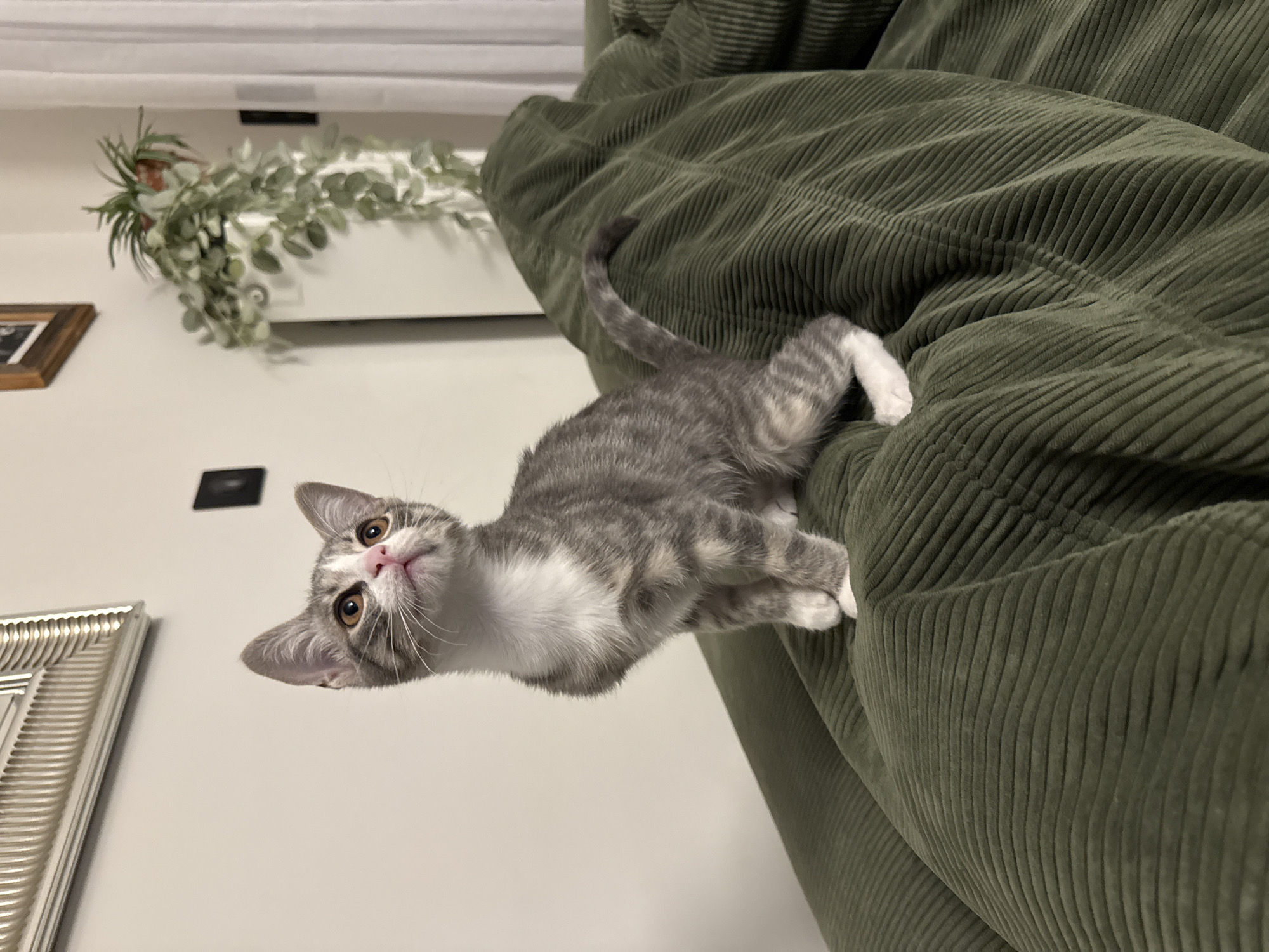 Grey tabby kitten spotted during evening in Antibes
