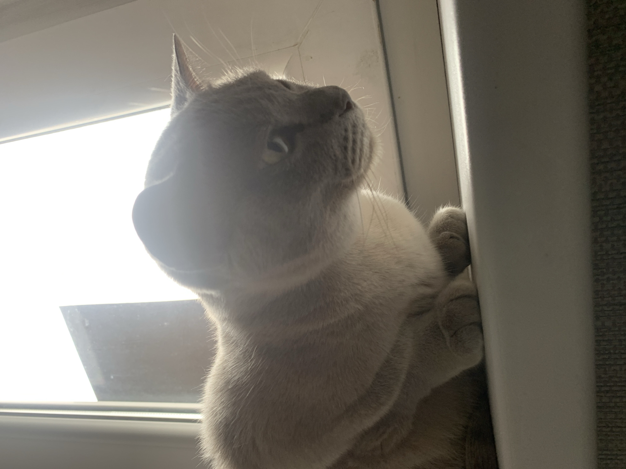 Domestic life documented in Gvardeysk: cats, child, garden moments