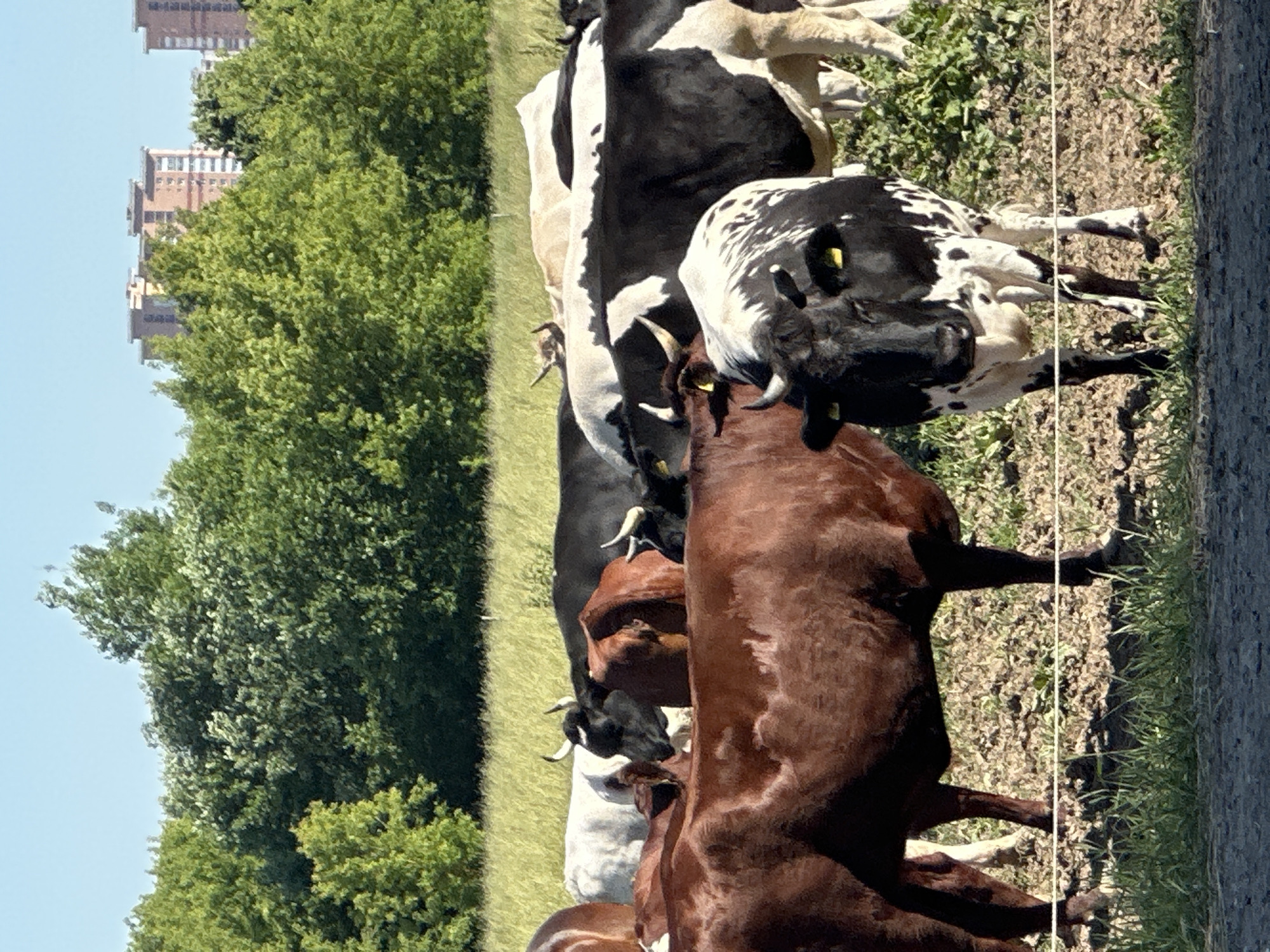 Cattle grazing near a road in rural Dubrovitsy on a sunny afternoon