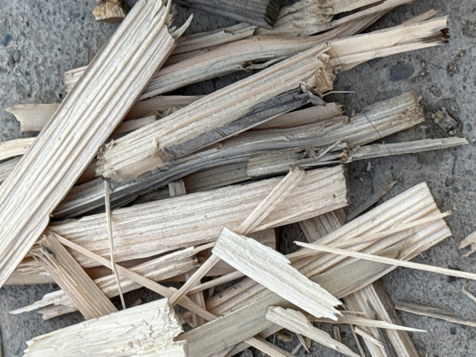 Wood chopping, stray dogs, and a parked Prius in Khazar Raion