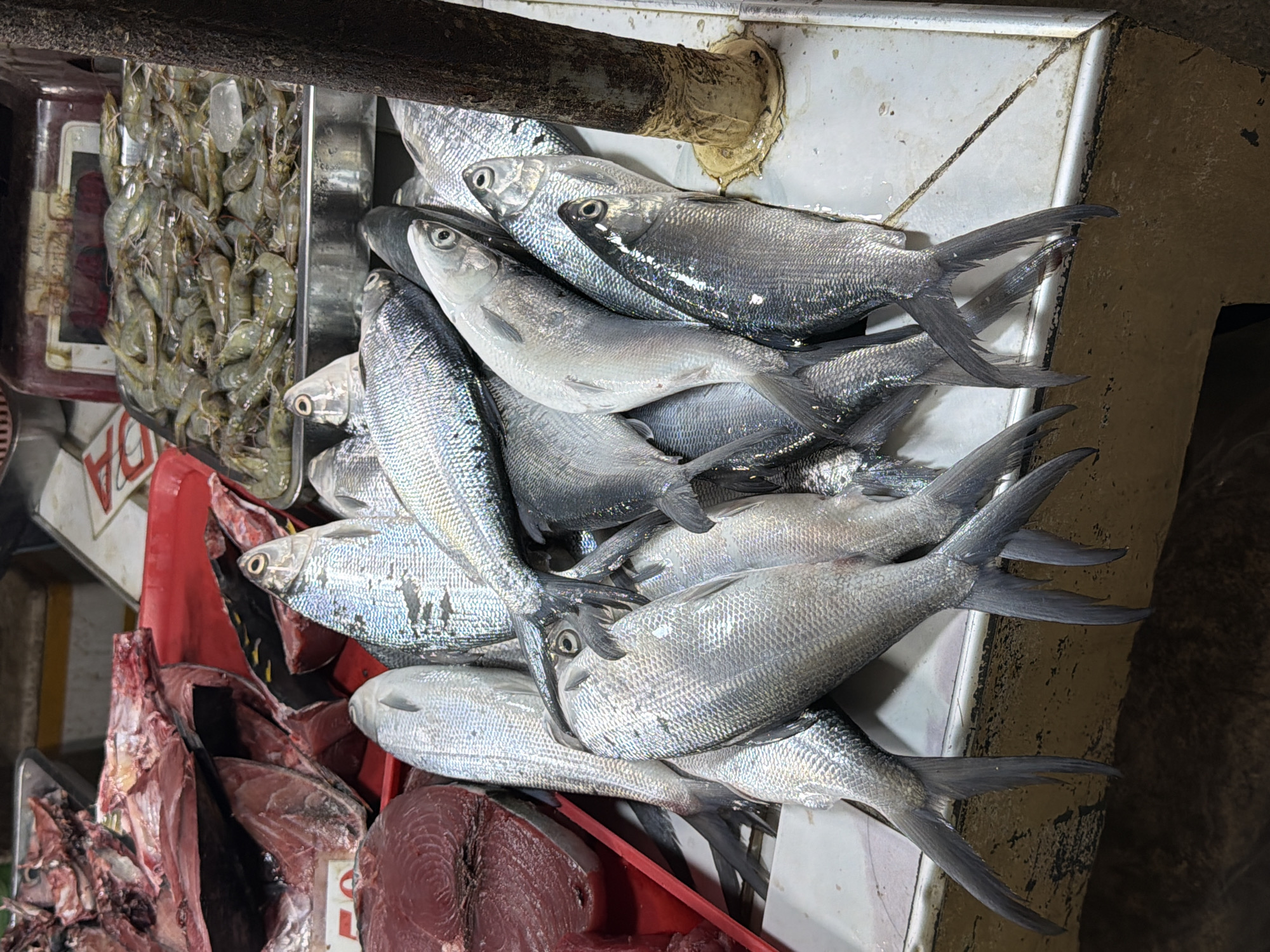 Fresh seafood on display at General Luna fish market
