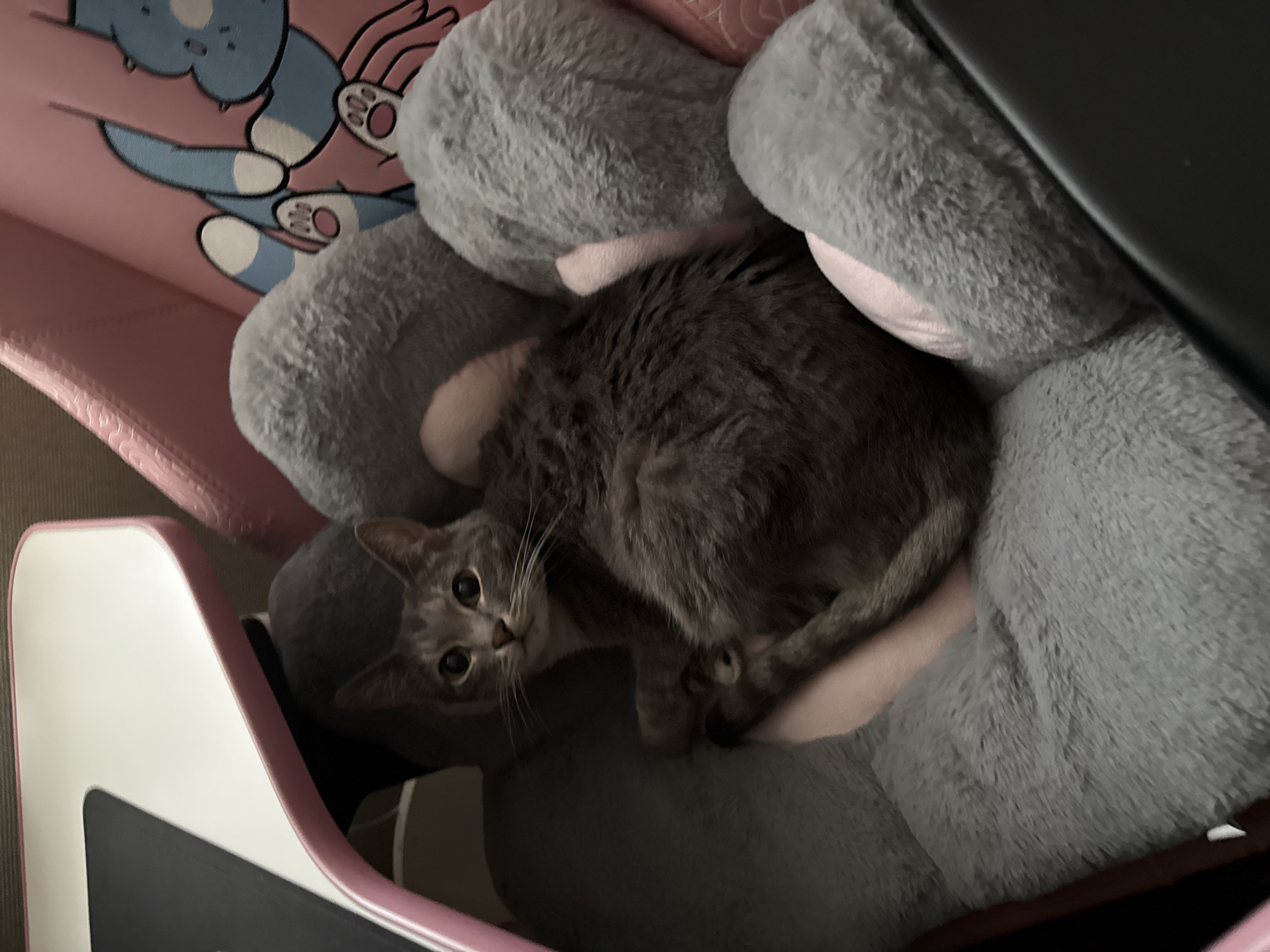 Grey tabby cat rests on pillows in Moscow