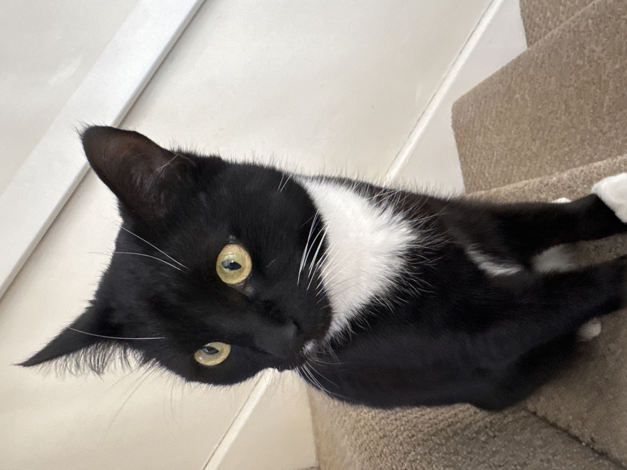 Tuxedo cat spotted lounging on residential stairs in Desborough