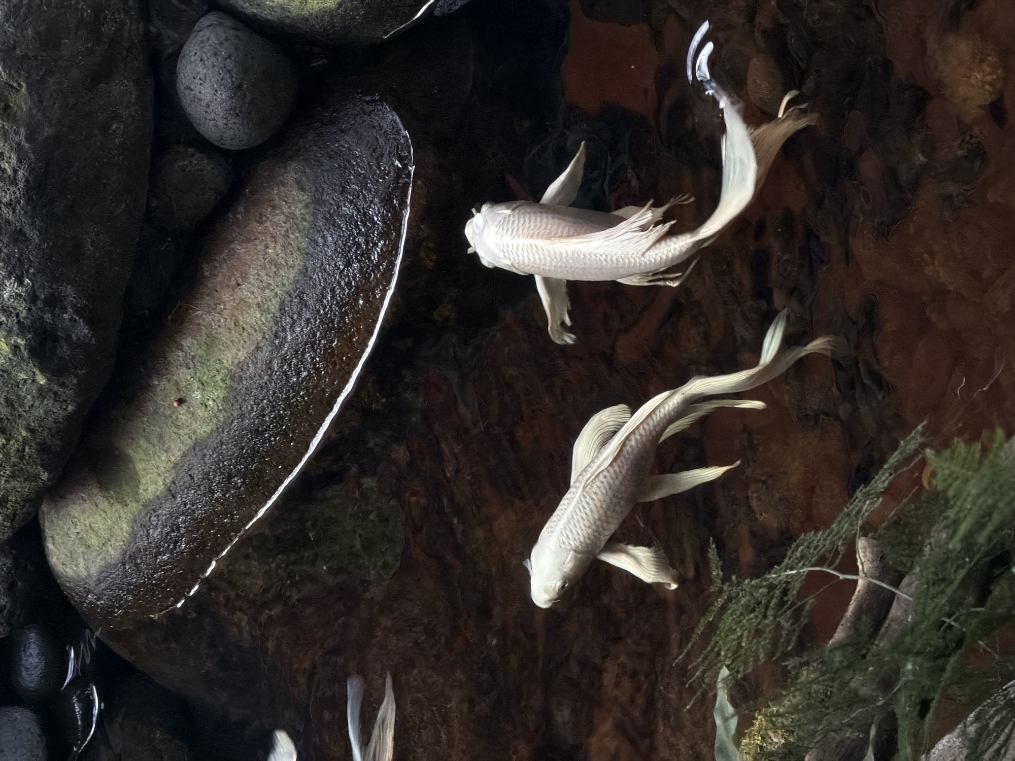 Koi fish spotted swimming in North Kuta pond
