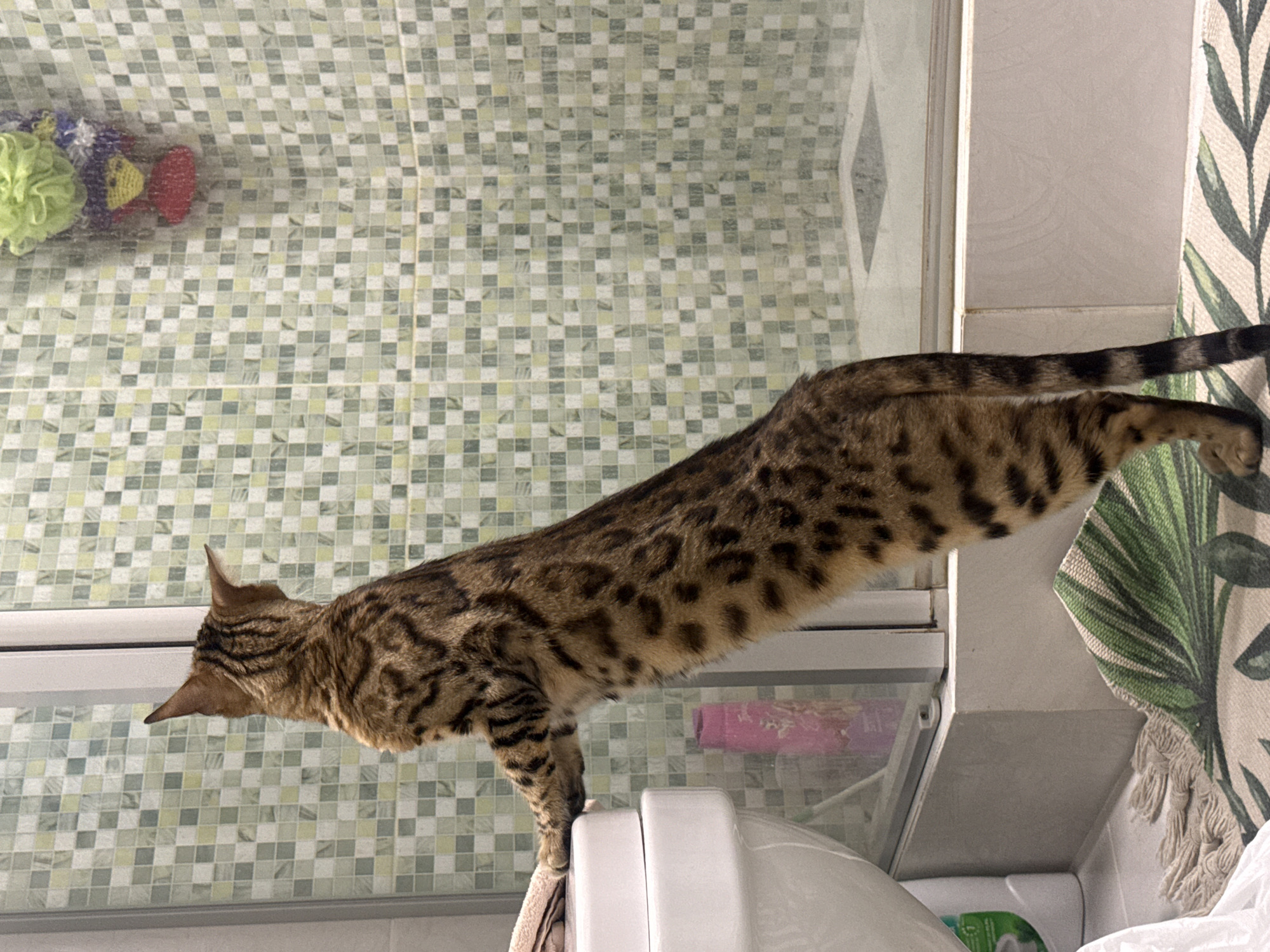 Children and Bengal cat captured in domestic moments, Partenit