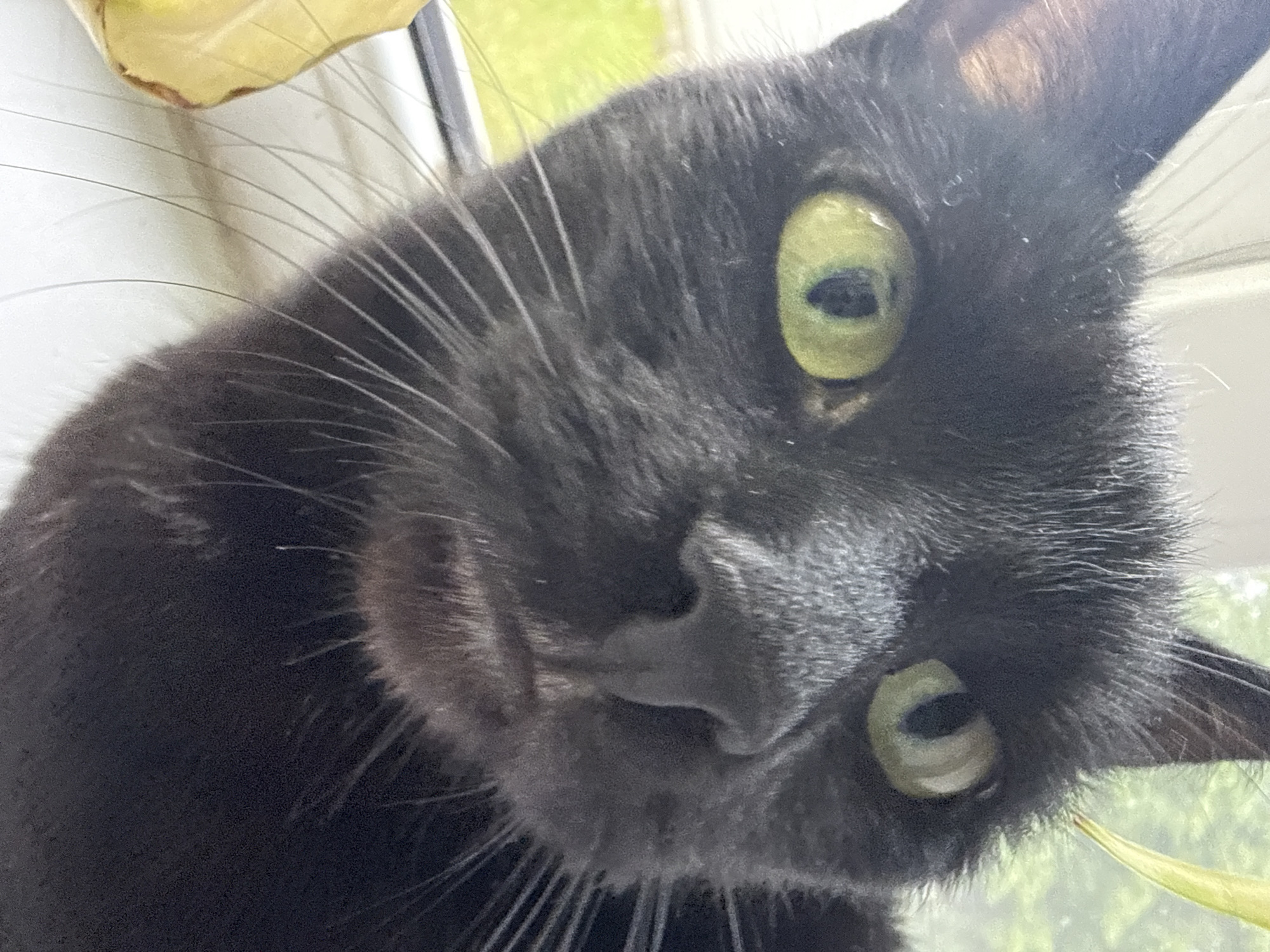 Rainy afternoon at home with a black cat