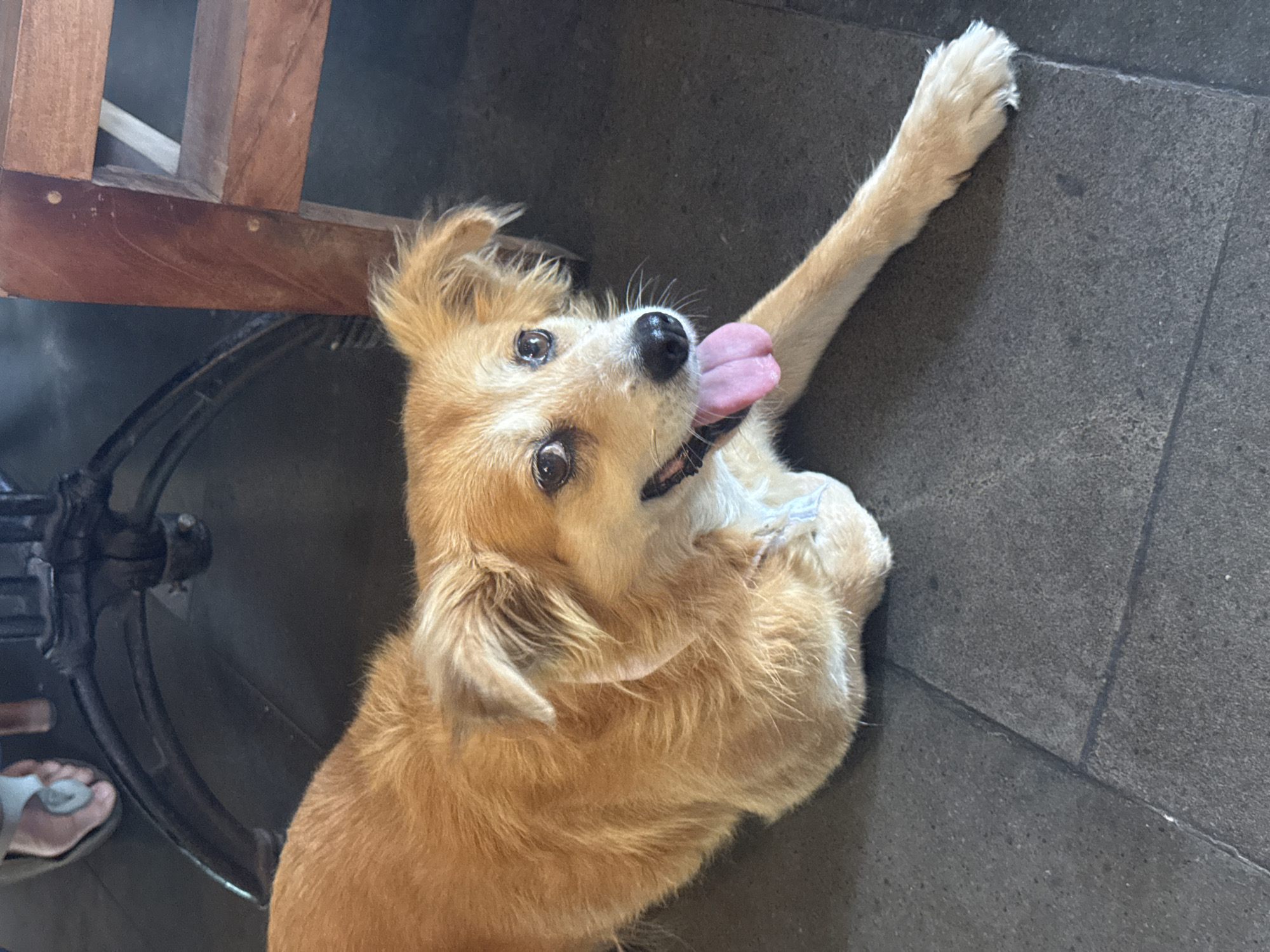 Dog spotted panting on tiles in Ubud, Indonesia