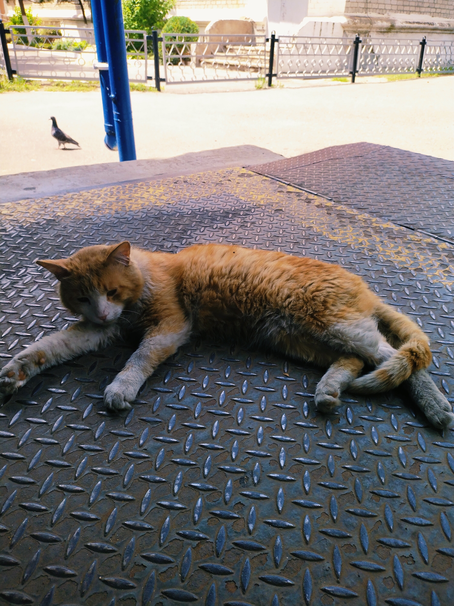 Quiet summer morning in Horishni Plavni — cats, flowers, and sweets