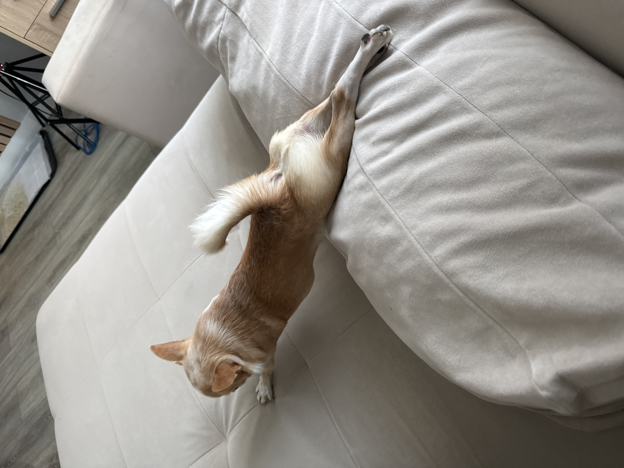 Chihuahua's afternoon documented in 27 casual home moments