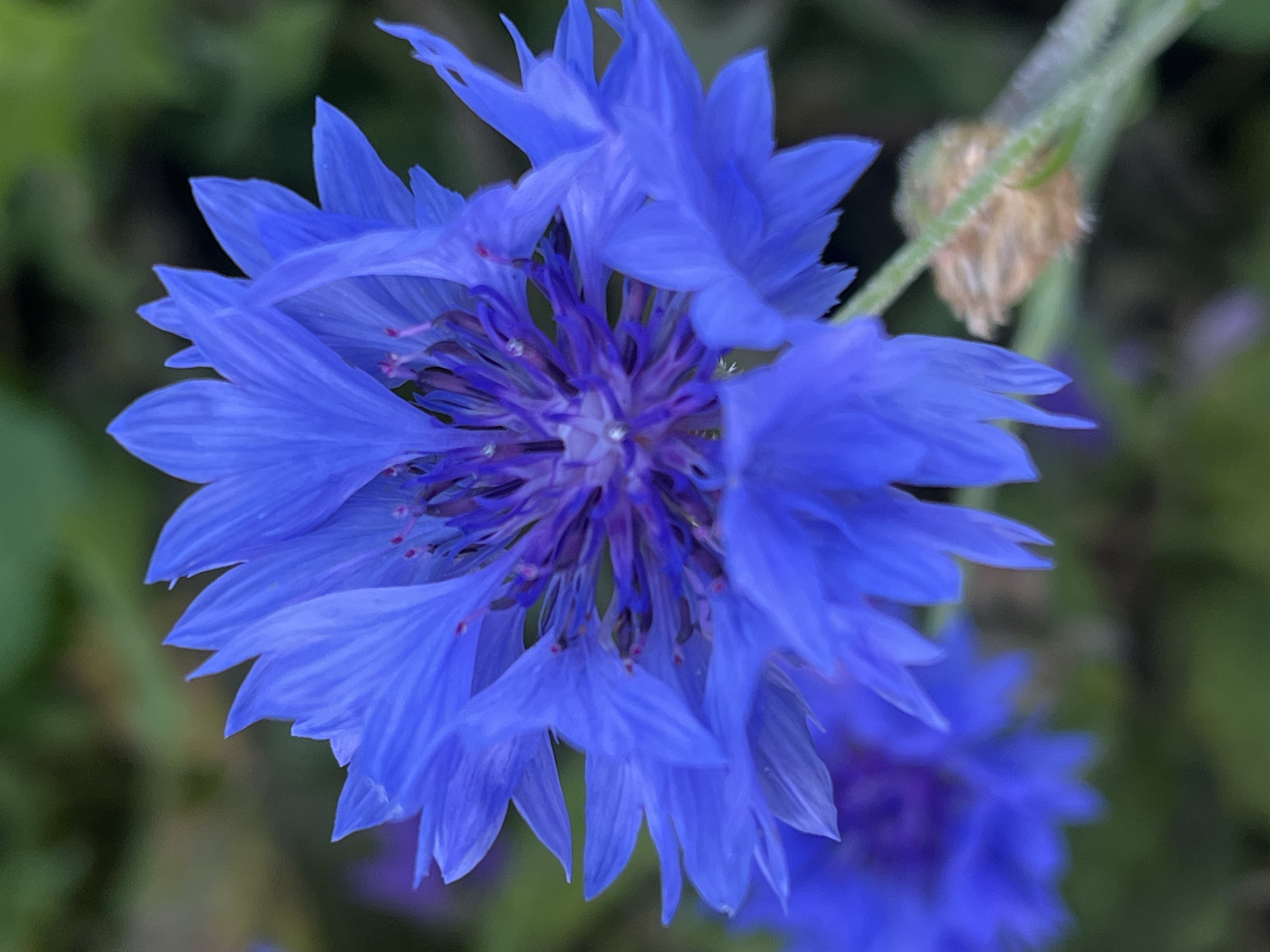 Macro tour of a Russian garden: flowers, stones, and a slug