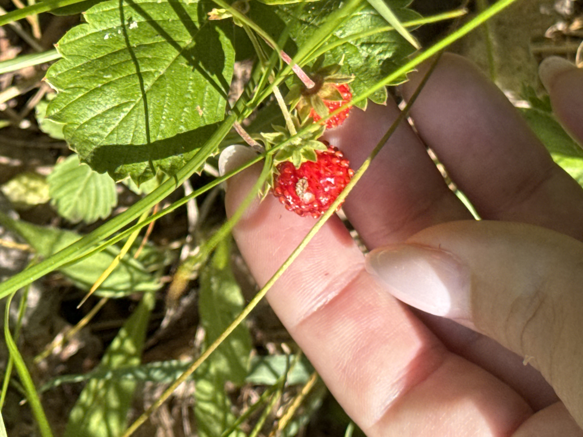 Wild strawberry foraging in rural Russian village meadows