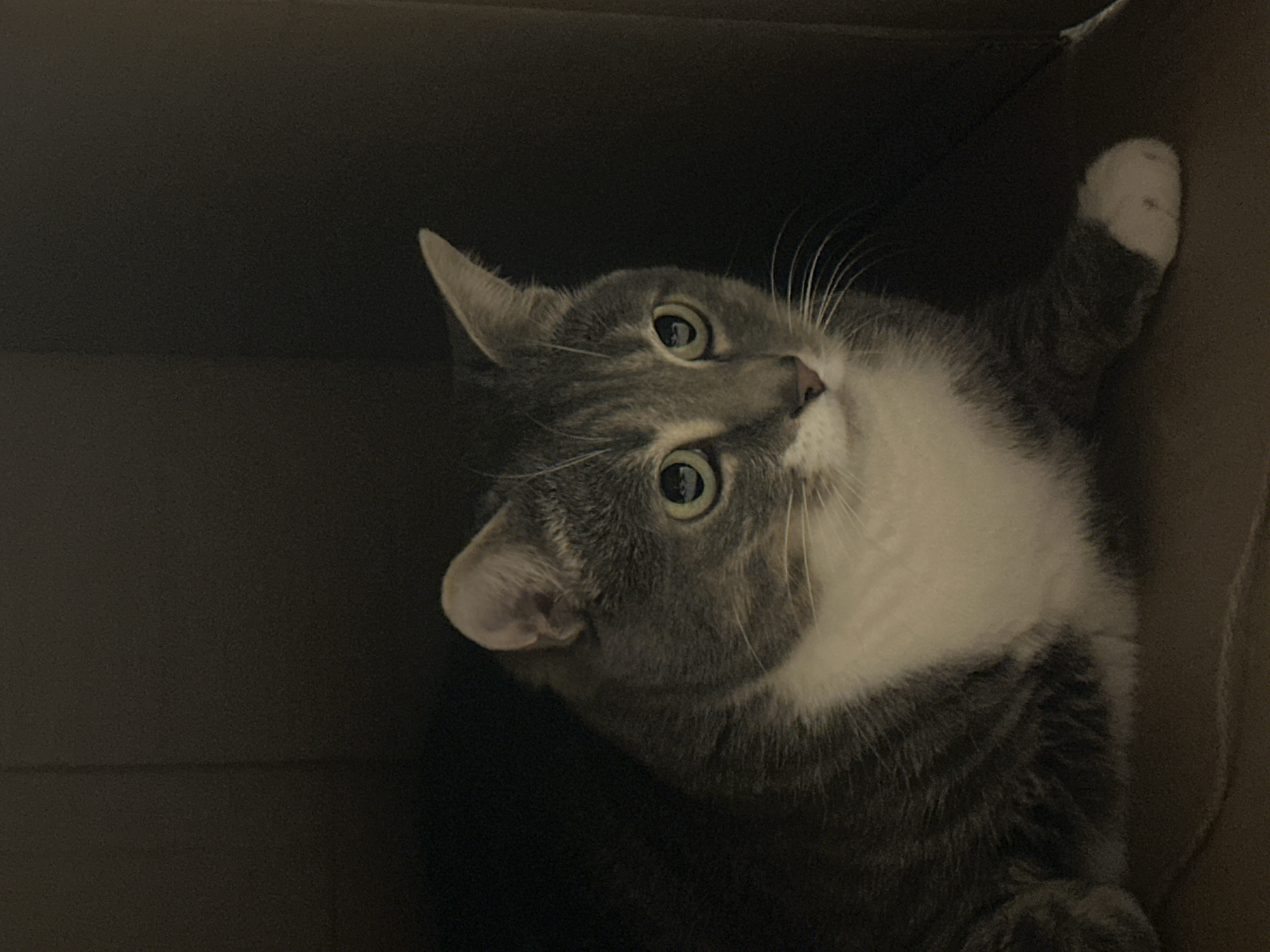Tabby cat's evening playtime and rest session indoors