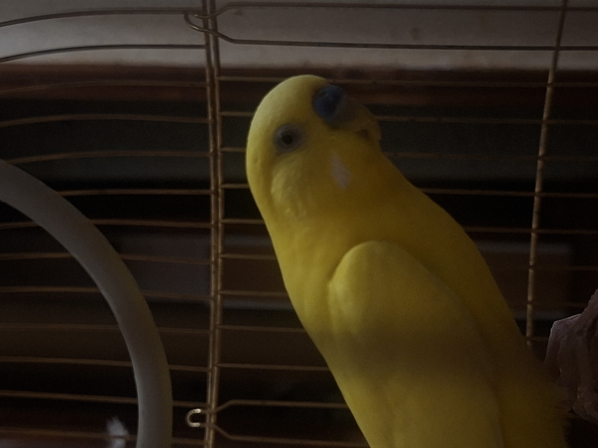 Pets, patches, and everyday objects from a Kremenchuk evening